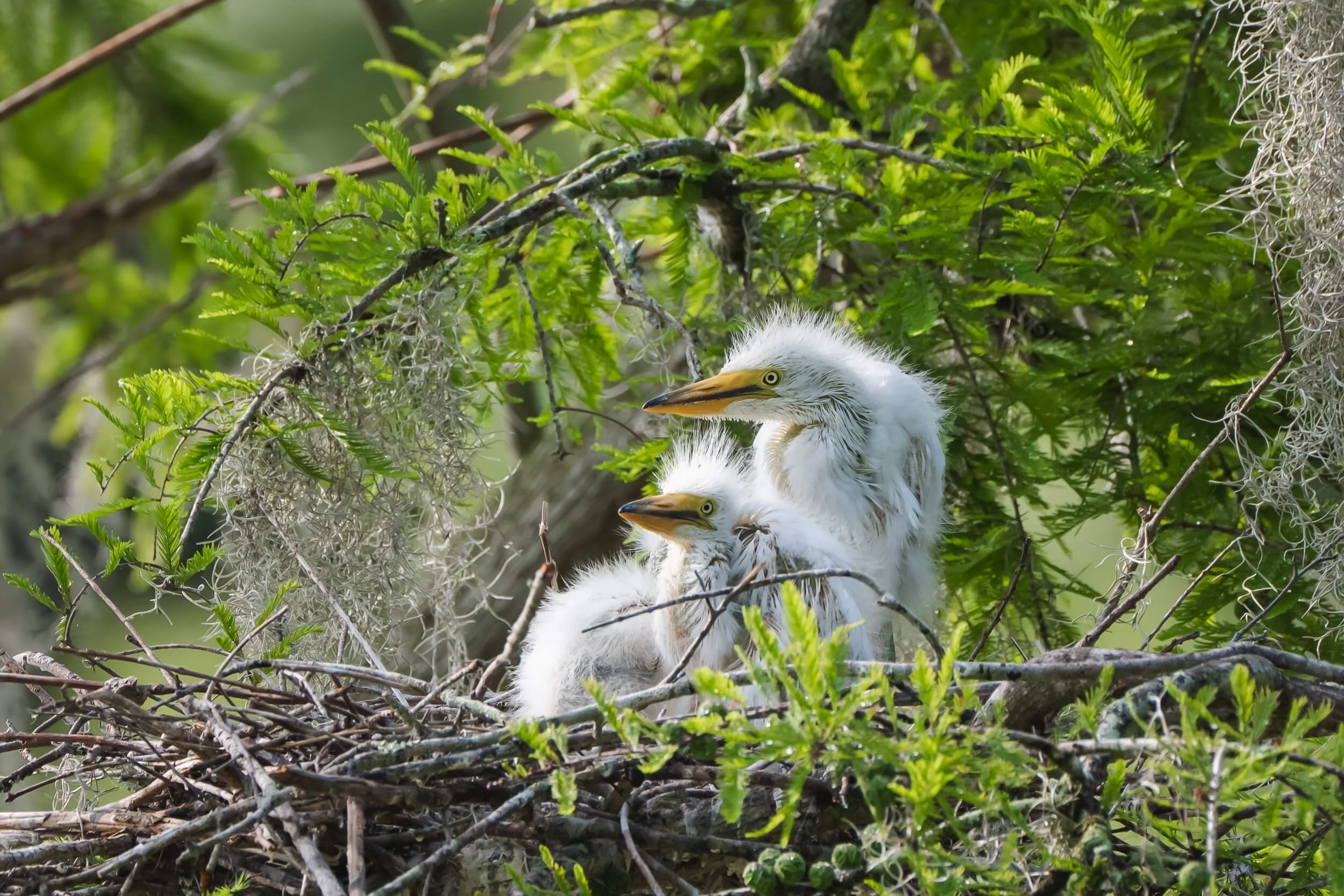 A white bird with a yellow beak, possibly a heron or egret, sitting on a nest with two young chicks, surrounded by green foliage and branches.