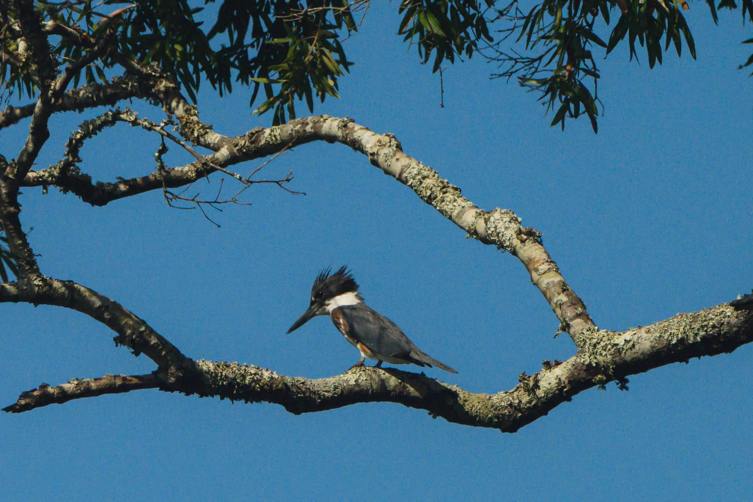A bird perched on a tree branch against a clear blue sky.