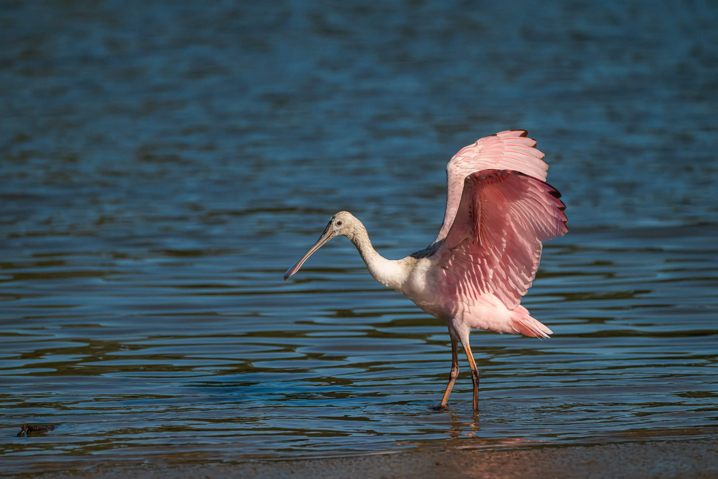 A pink and white hope or stork standing in shallow water with its wings partially open.