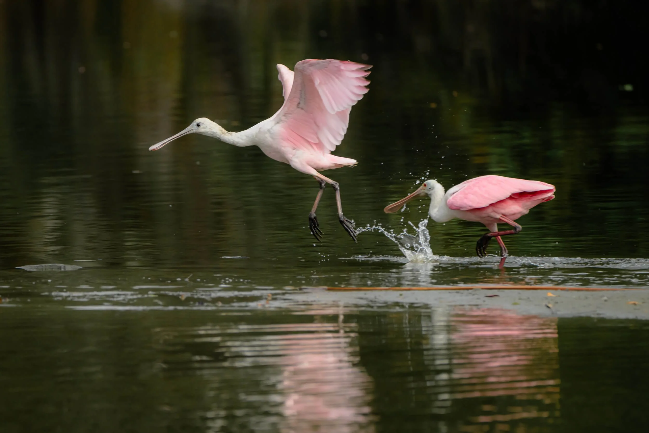 Two pink and white ibises with long beaks in a shallow water body, one flying and the other running, creating splashes.