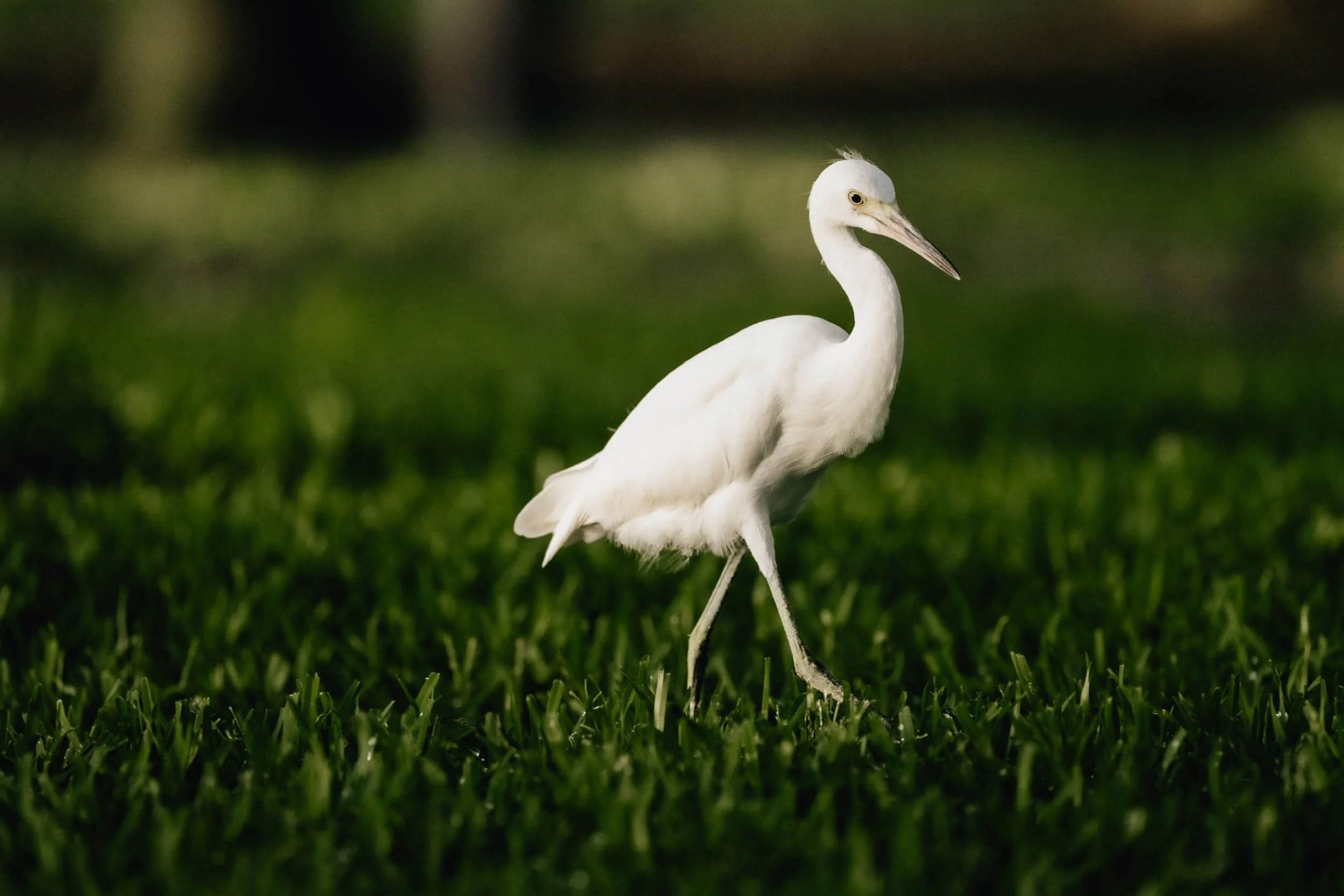 A white egret walking on green grass with a blurred background.