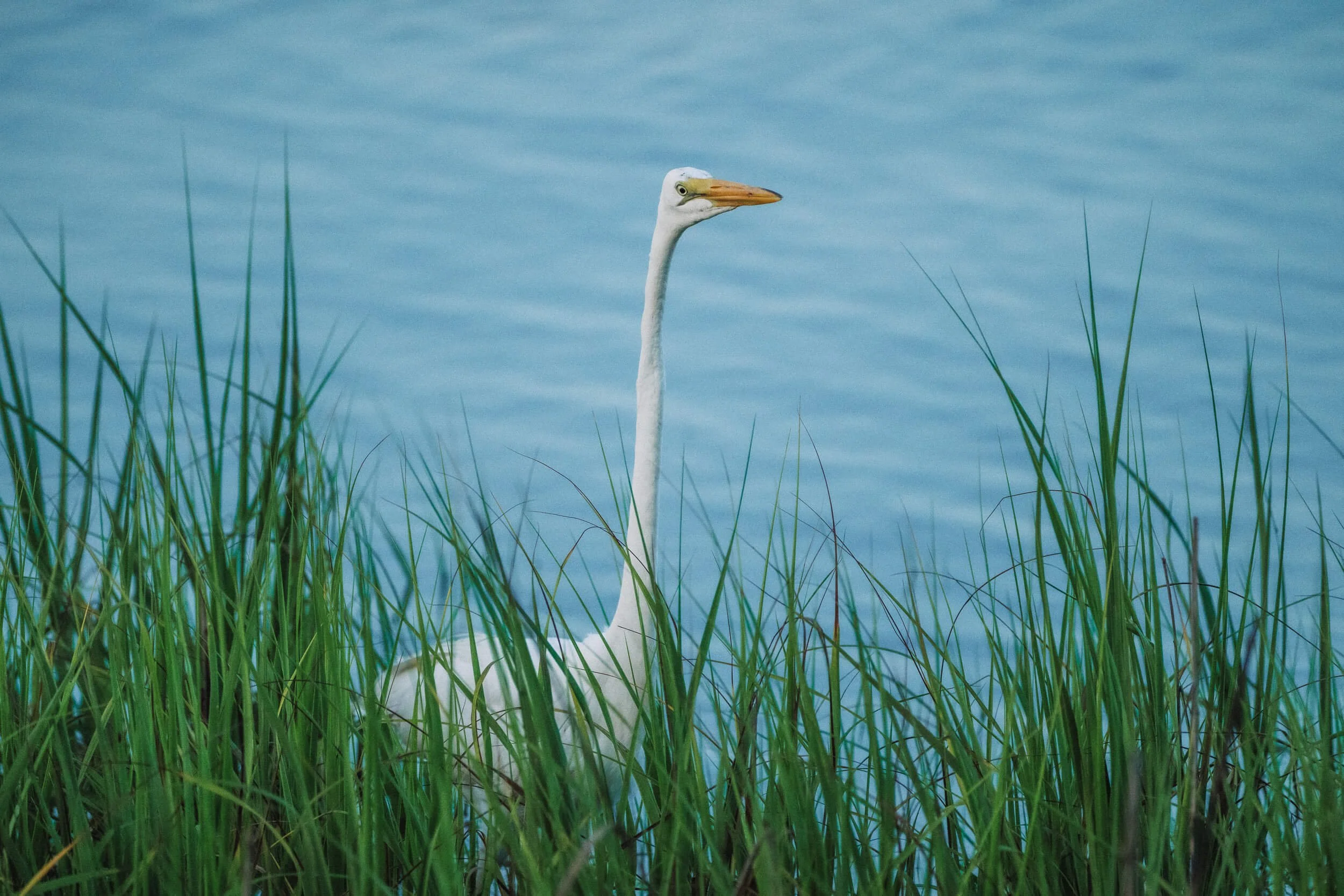 A tall white heron standing among green grass and reeds by a body of blue water.