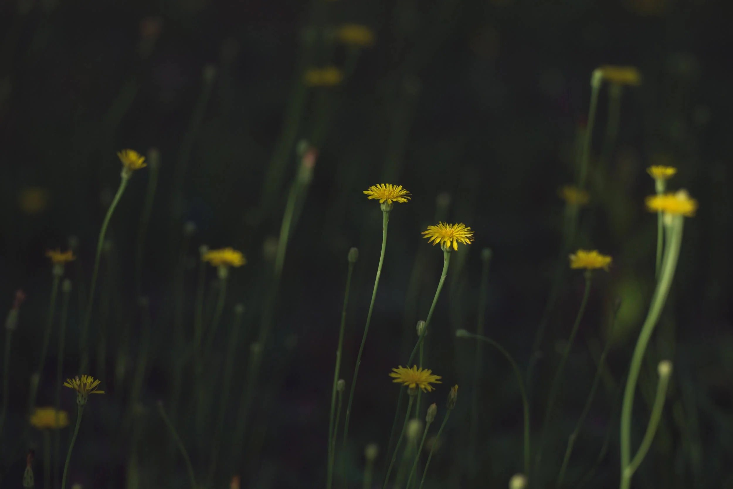 A group of yellow dandelions in an overgrown field near a downtown Charleston pond, captured in dramatic light by Amy Quinn Hill.