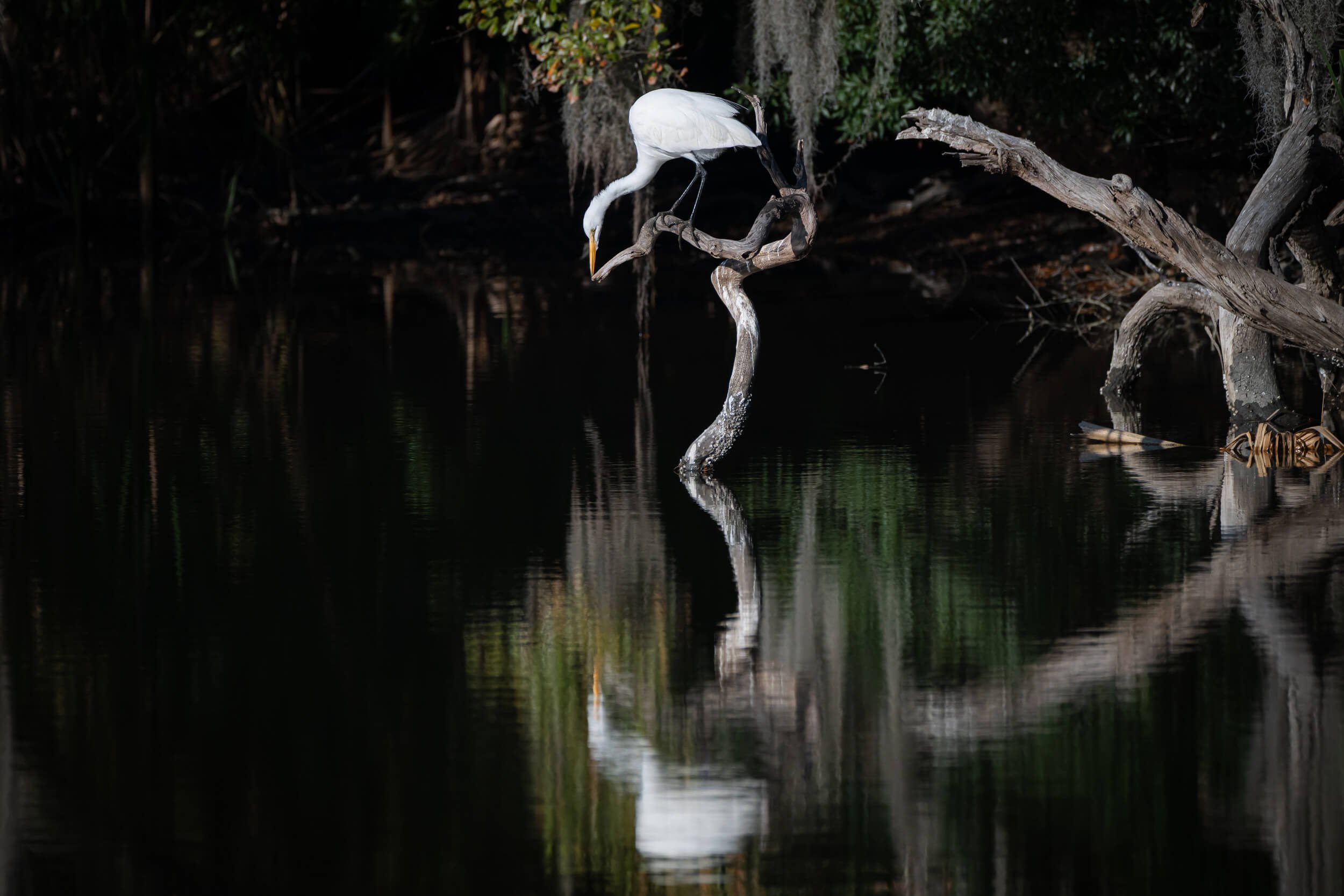 A white heron perches on a twisted tree branch over dark water, with its reflection visible below.