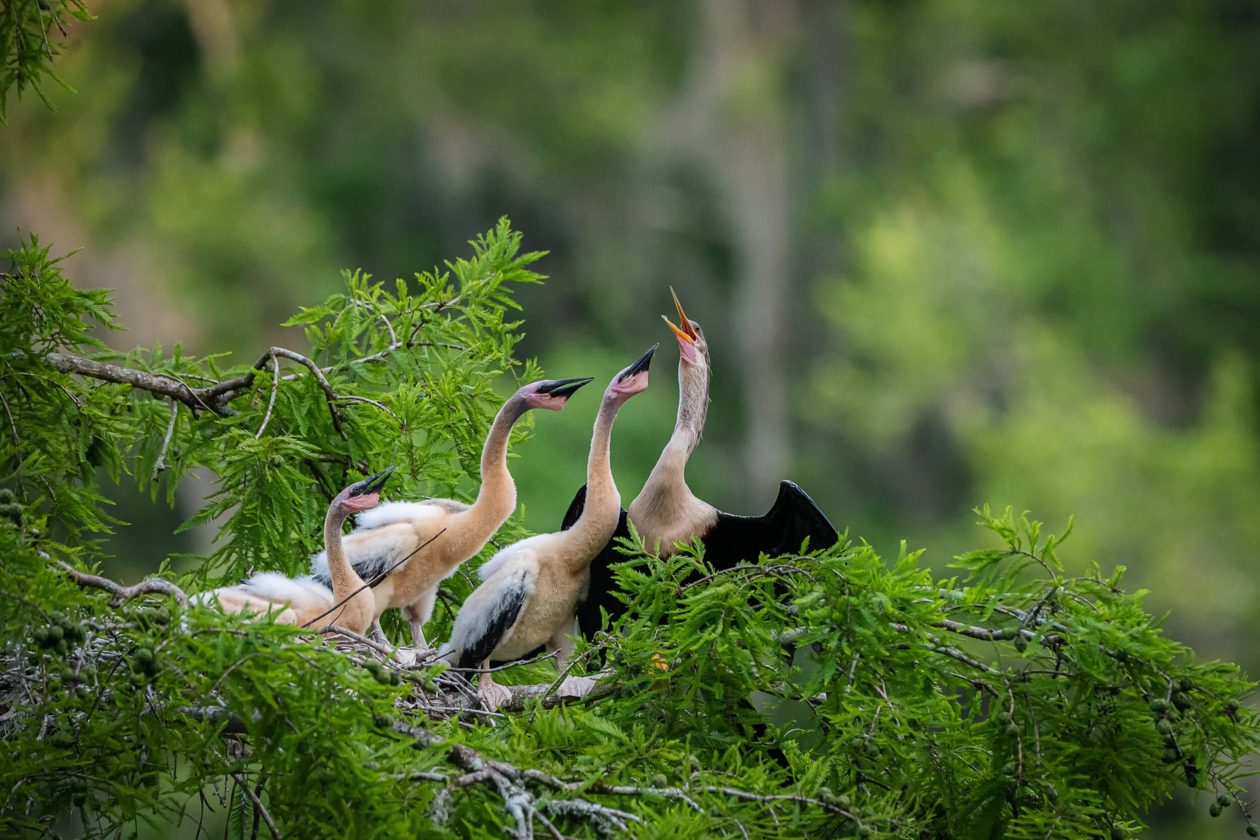 A group of four young herons on a tree branch, with one heron calling out and the others looking on, amidst green foliage and a blurred background.