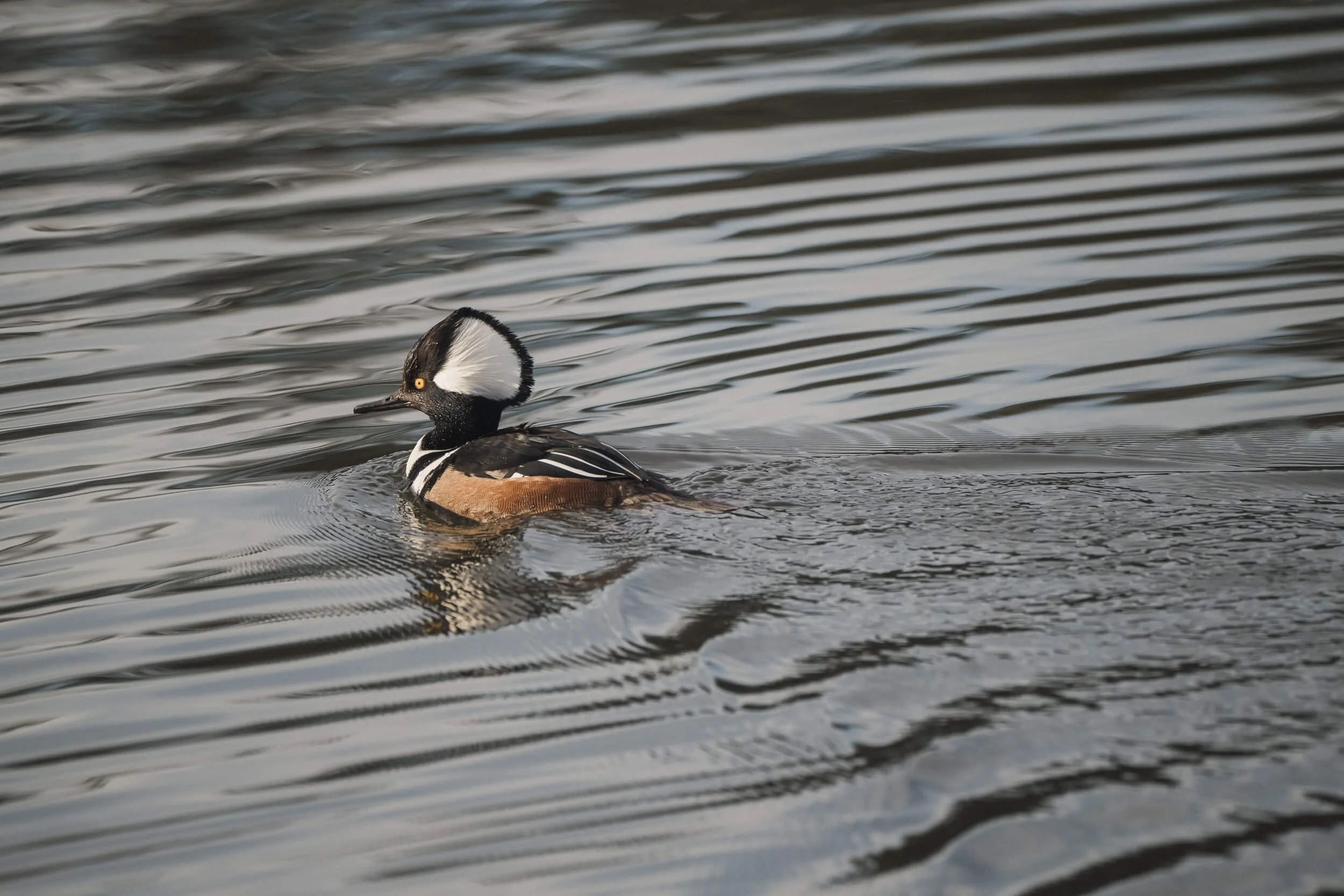 A male Hooded Merganser duck swimming in a body of water with ripples.
