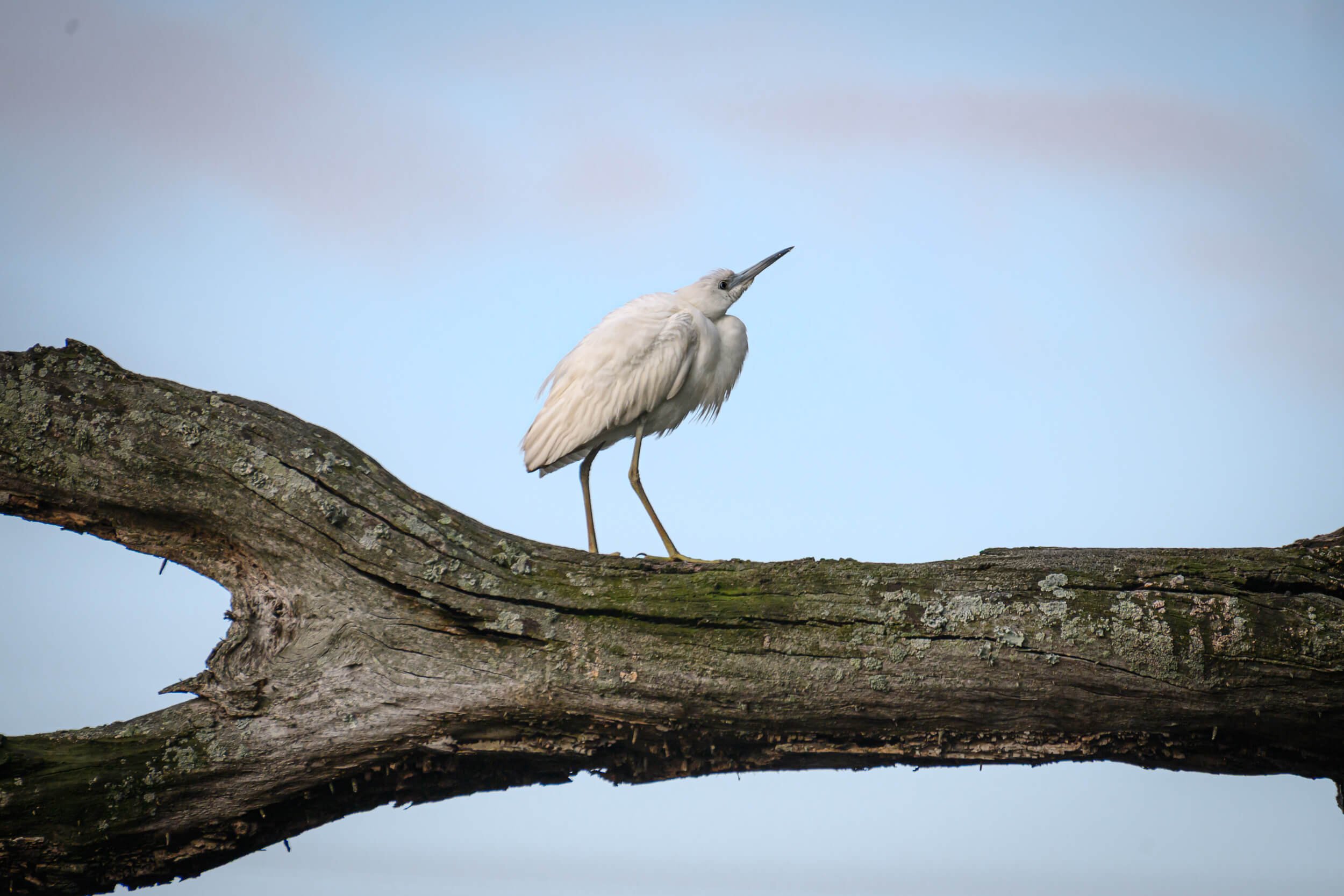 A white heron perched on a horizontal tree branch against a light blue sky background.