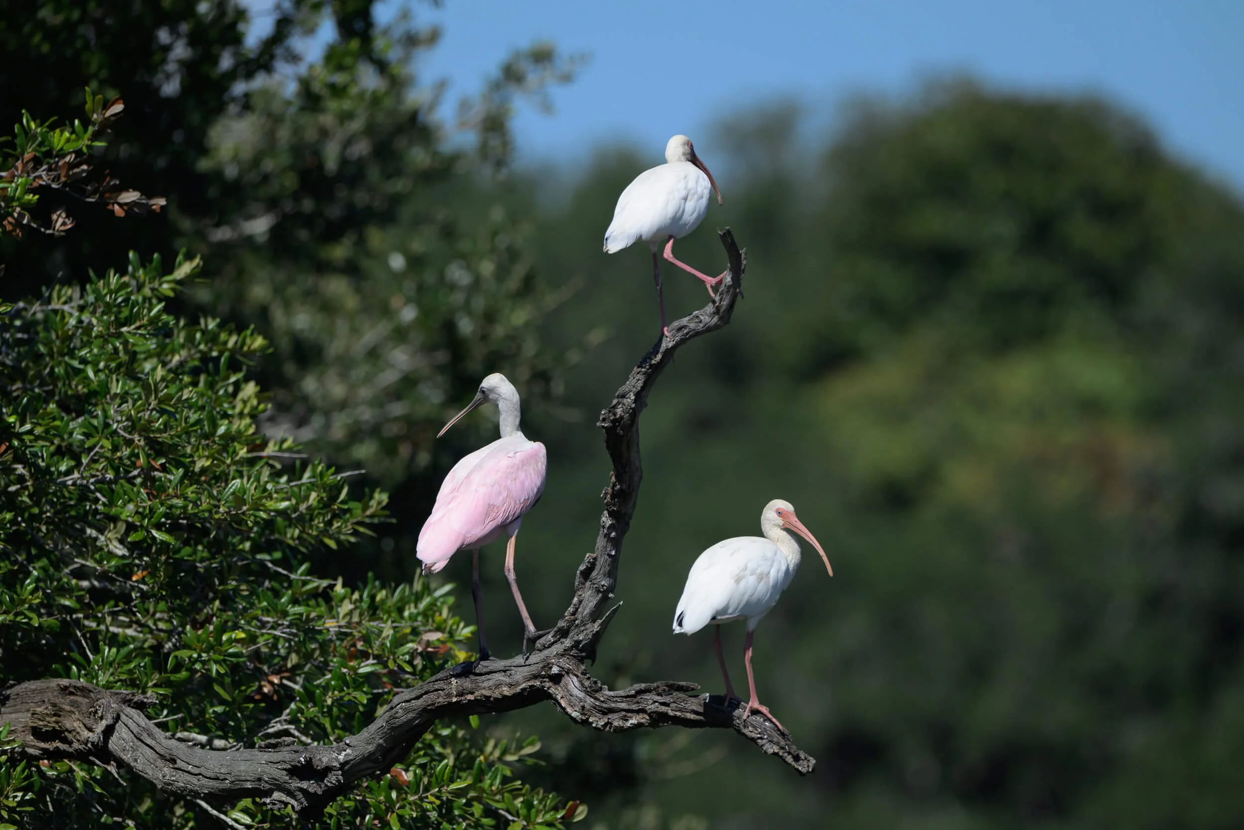 Four white and pink ibises perched on a dark tree branch, with green foliage on the left and blurry green trees in the background.