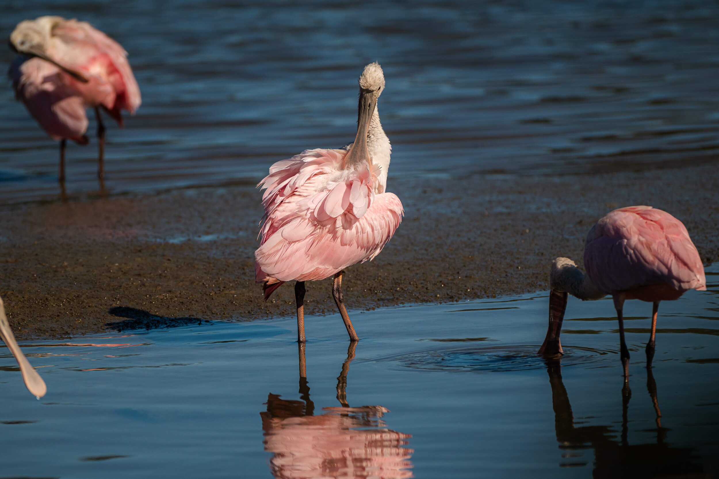 Three flamingos standing near the water's edge with two partly submerged and one looking away, showing pink feathers and long legs, on a sandy shore at a lake or lagoon.