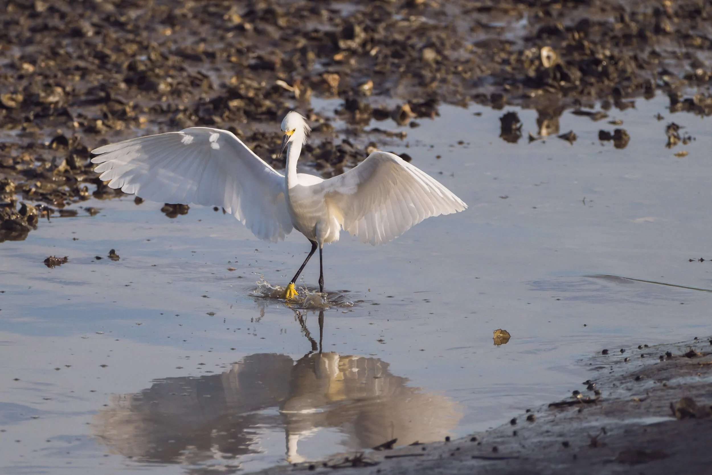 A white heron with outstretched wings standing in shallow water, with a muddy shoreline in the background; the heron appears to be fishing.
