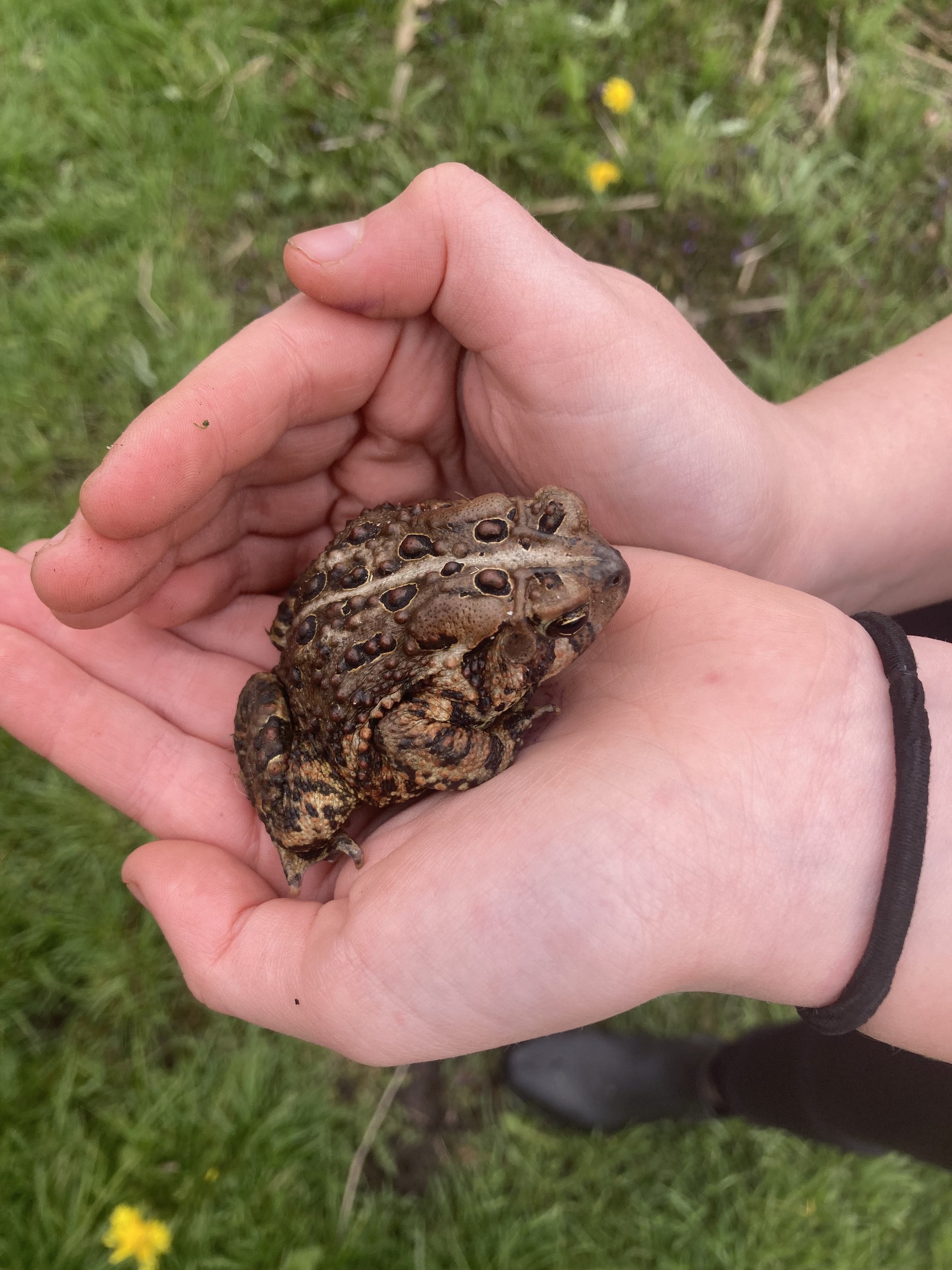 Toad.jpg