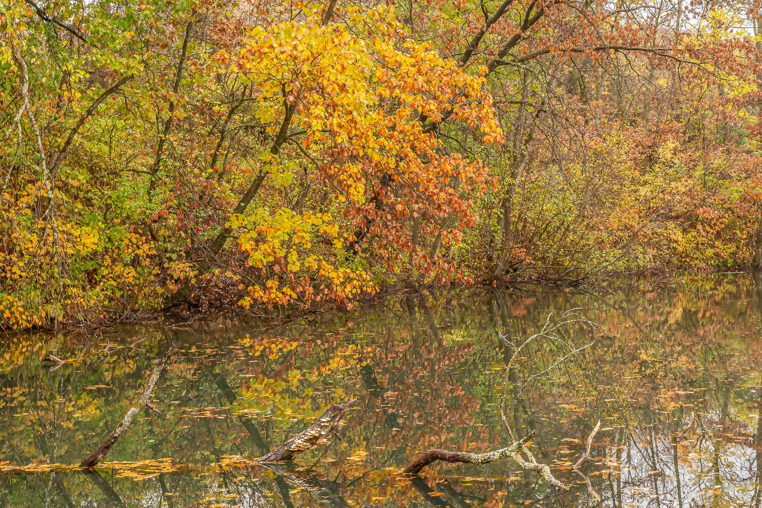 Birds of Prey on the Meadow with Autumn Forest in the Background