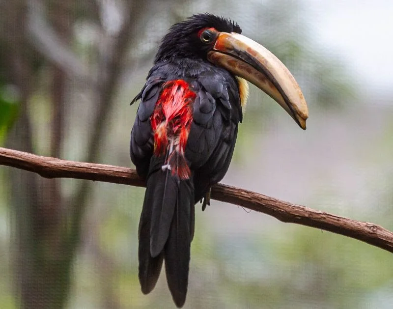 A Pale-mandibled aracari. Photo by Jeff Galligan
