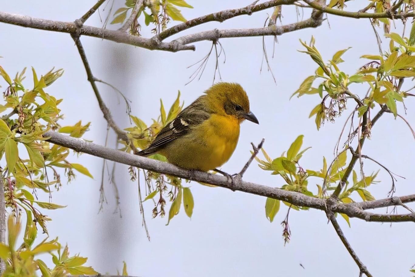 Unlike males, which have a bright red-orange plumage, female Flame-colored Tanagers have a more subdued olive-green plumage with hints of yellow and red on their face and underparts. This is the first seen outside of Arizona, New Mexico or Texas and 