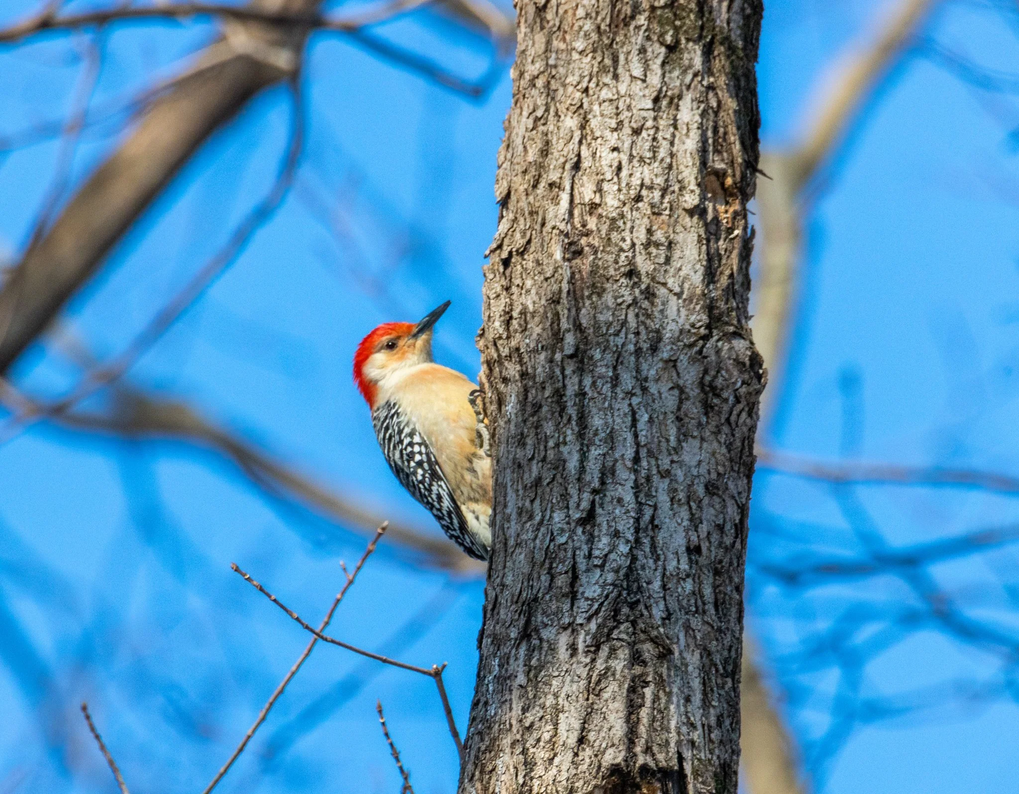 Winter Walk at the UW Arboretum - Madison
