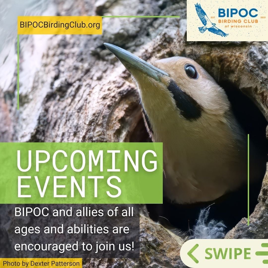 Exciting events coming up for the BIPOC Birding Club of Wisconsin! Join us in Madison and Milwaukee throughout August and September. Let&rsquo;s connect, explore, and celebrate the beauty of birding together. See you all at Lake Park in Milwaukee tom