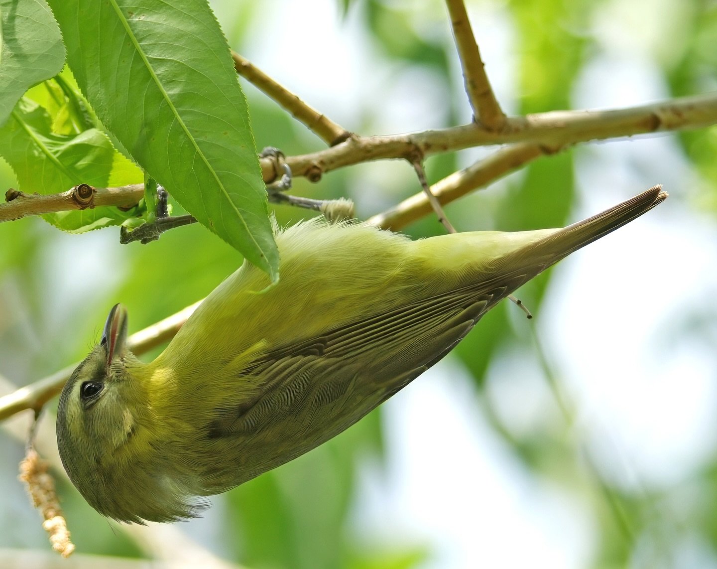Caught some great looks at a Philadelphia Vireo recently&mdash;such a treat to see this beauty up close! 📷👐🏾🖤 

#BirdJoy #WiscoBirder #PhiladelphiaVireo #Vireo #VireosOfInstagram #Birds #Birding #Birdwatching #BirdPhotography #PhotoOfTheDay #Bird