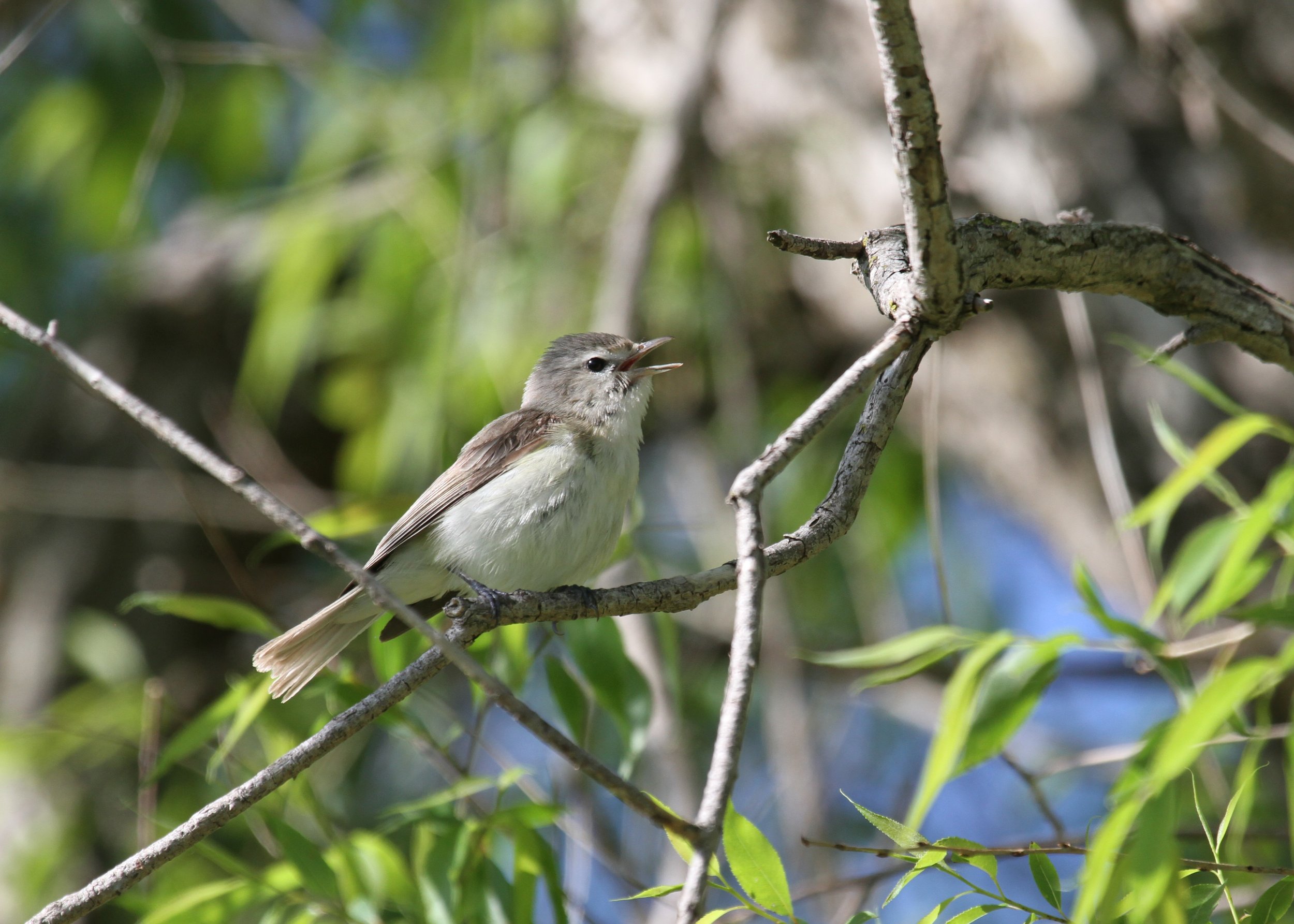 Birding Kozciusko Park with KK River Neighbors in Action (MKE)