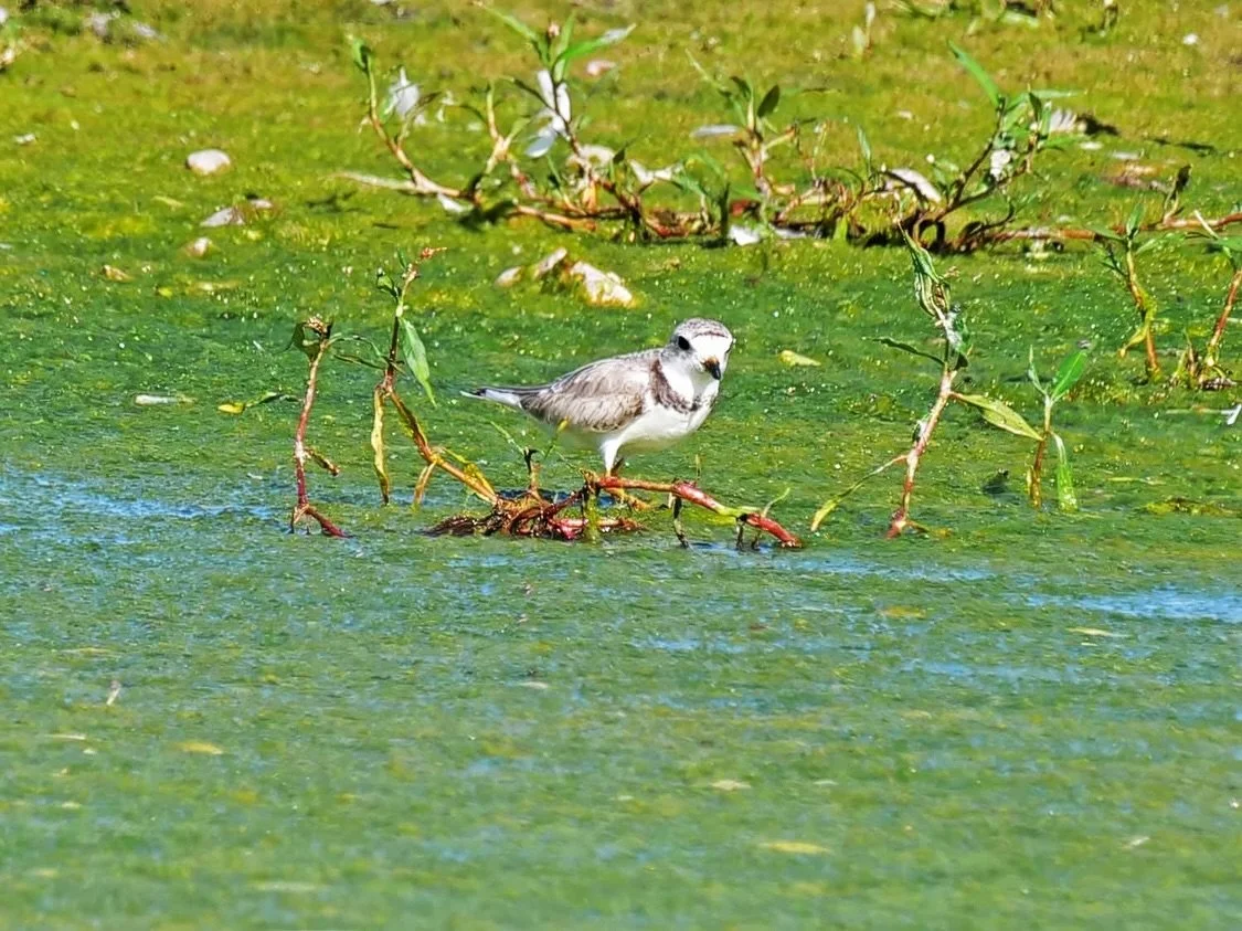 Still thinking about this little homie&hellip; I finally saw my first-ever Piping Plover in Milwaukee! I didn&rsquo;t have my big lens with me, but I LOVE how these photos turned out&mdash;especially the wide shot that shows just how tiny and well-ca