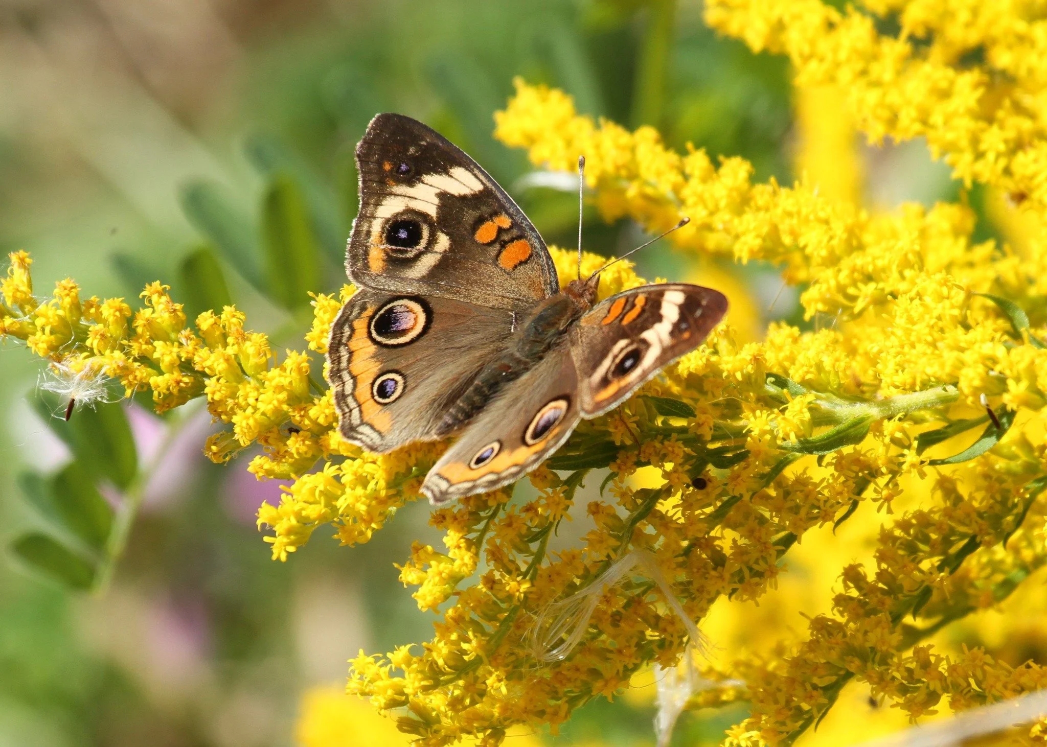 Birds and Butterflies at Wadewitz Nature Camp