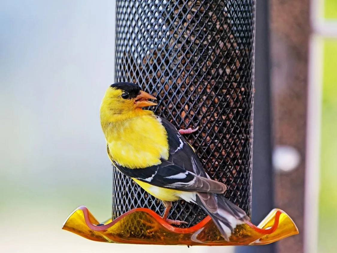 Man&hellip; the beauty of nature in my own yard never gets old. 💛🐝🌻 A male American Goldfinch shining in his breeding colors, bumble bees buzzing around, and sunflowers standing tall&mdash;it all leaves me in awe. Amazing what we notice when we ju