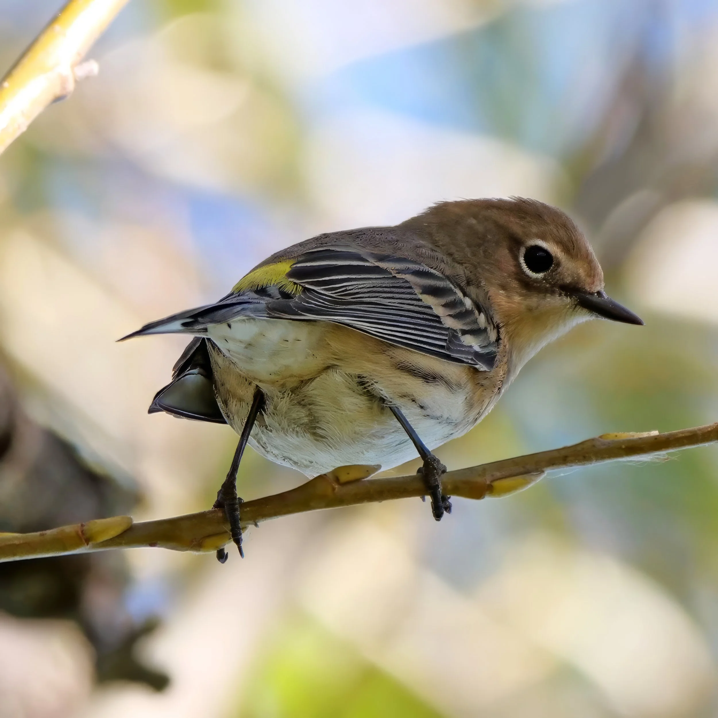 Fall Migration Birding at Cherokee Marsh - North Unit
