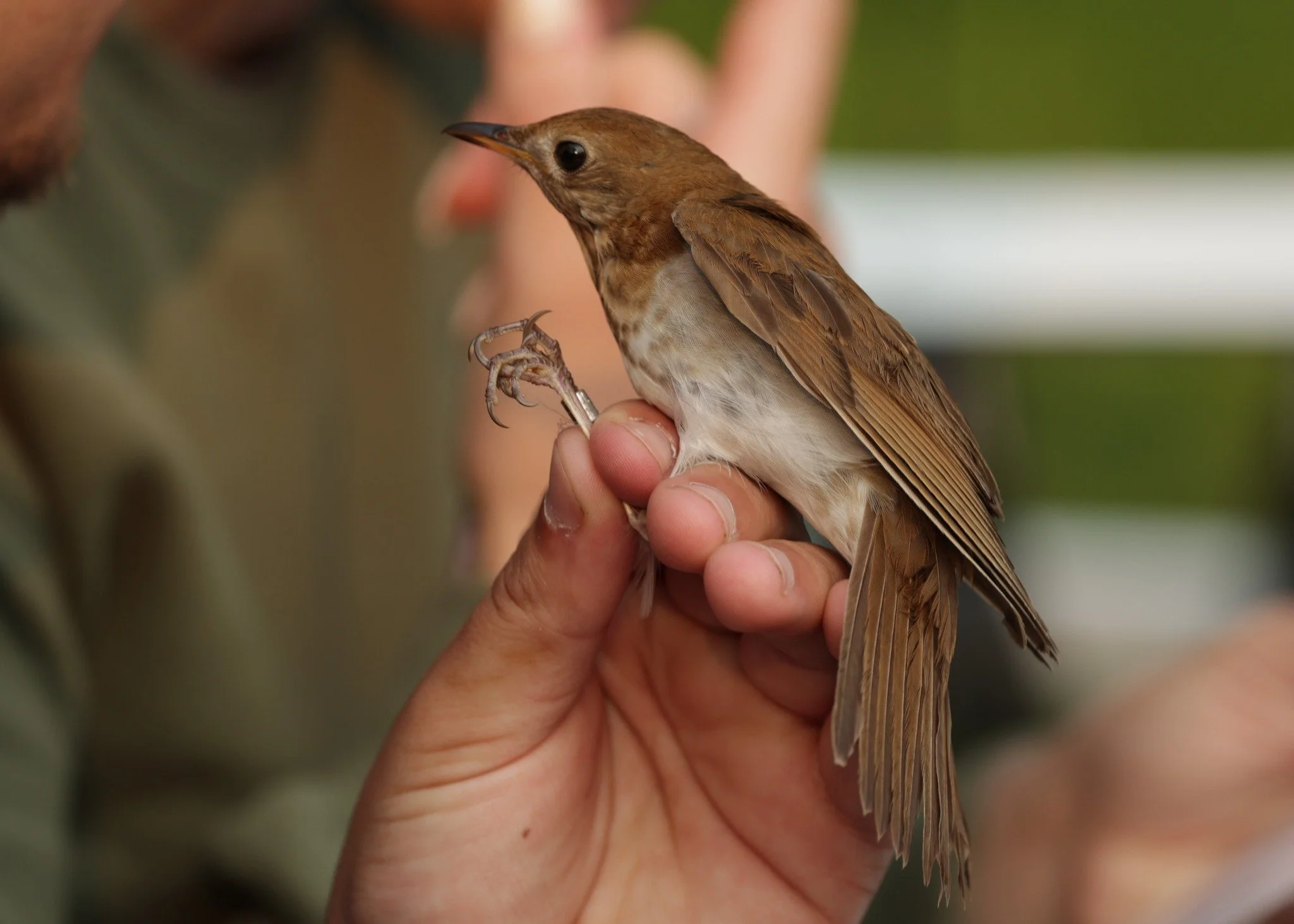 Bird Banding with the Urban Ecology Center (MKE)