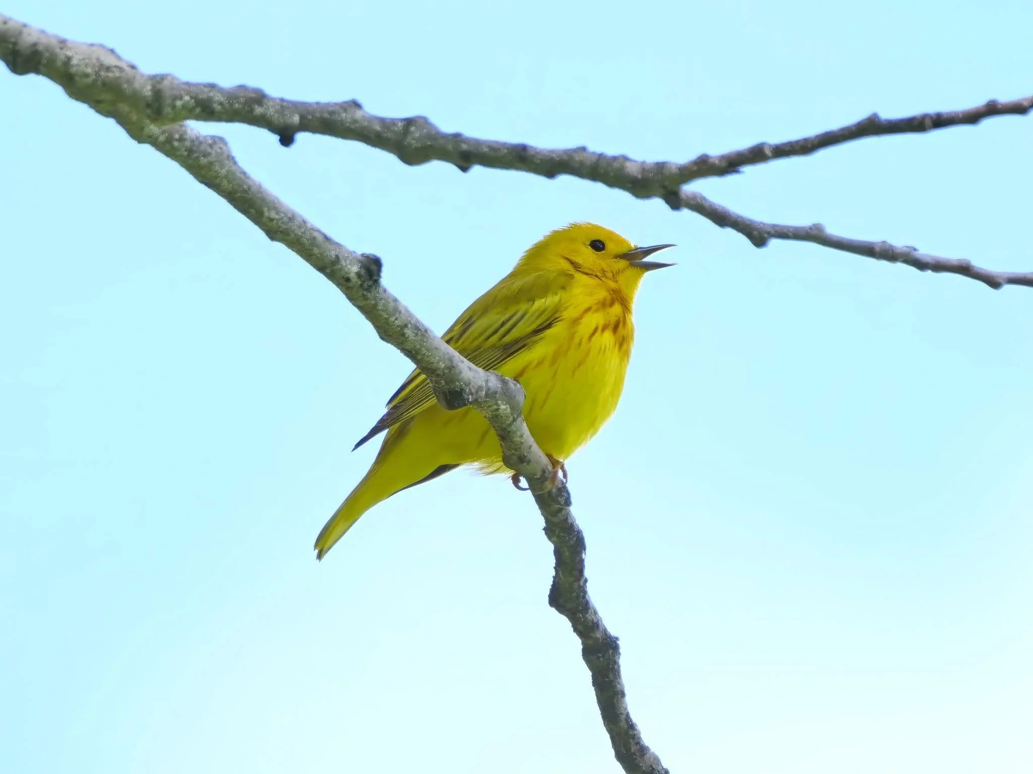 Learn to Bird at Turville Point (MSN)