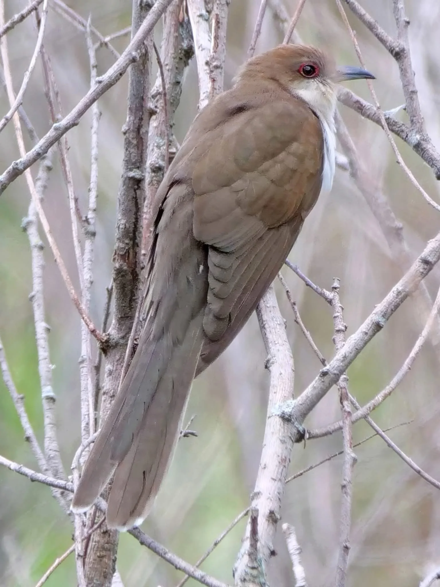 Here are a couple of pics of the Black-billed Cuckoo Homies from our latest adventure. Of course my camera locked in on the tree branches instead of the bird in the last photo right before the birds disappeared again. 📷👐🏾🫶🏾