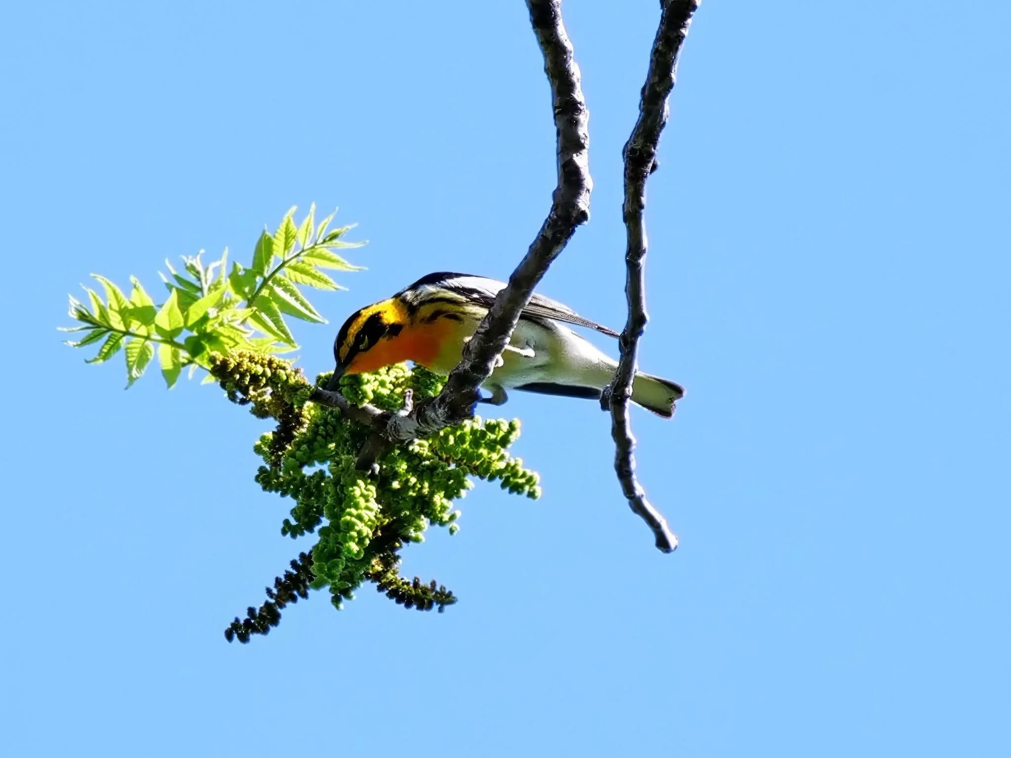 As exciting as spring migration is, it&rsquo;s always bittersweet because it feels like it&rsquo;s over in an instant. Safe travels, little Blackburnian Warbler homie. See you in the fall! #WiscoBirder 📷👐🏾🫶🏾

#blackburnianwarbler #warbler #warbl