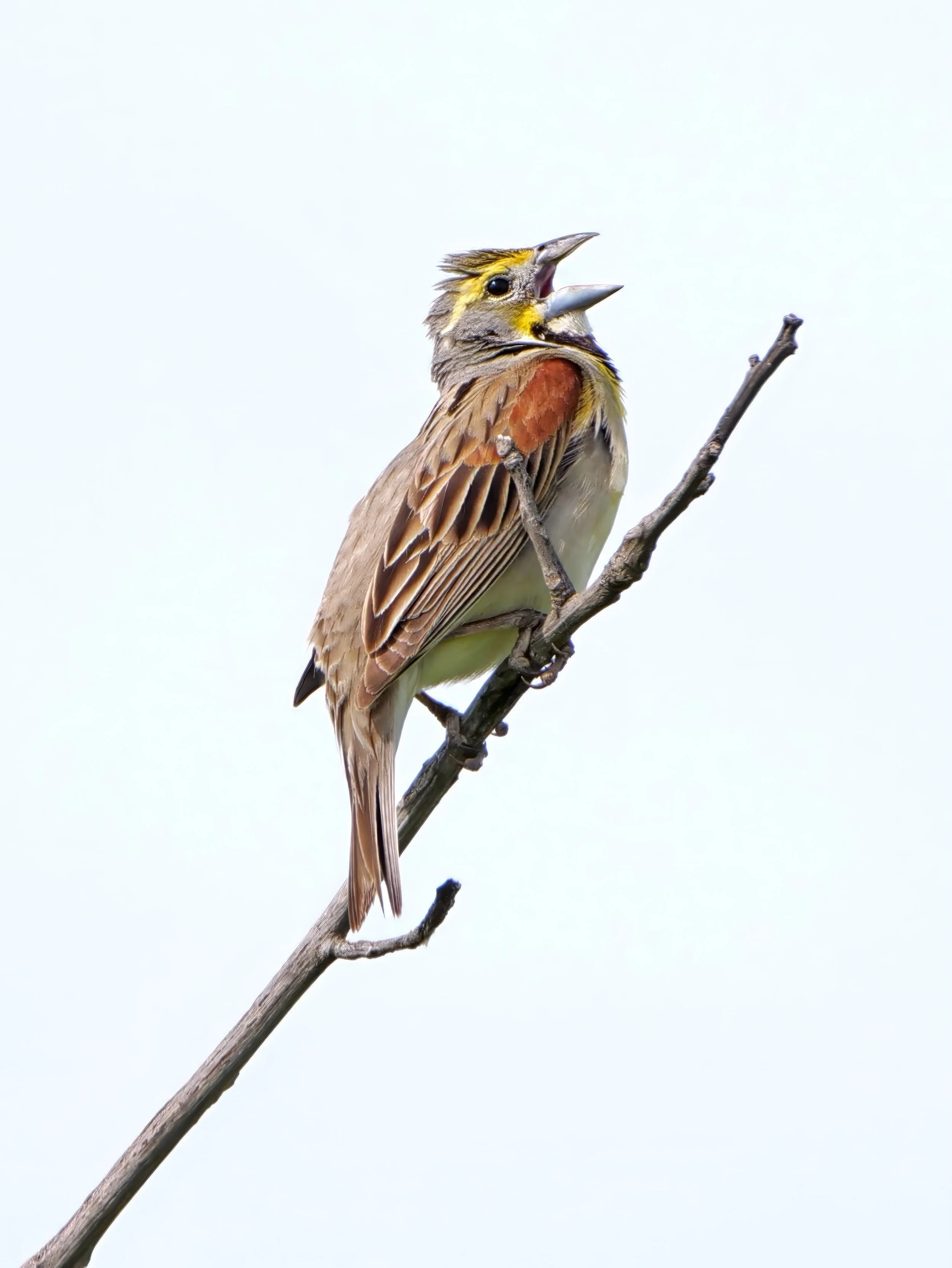 These photos hit a little differently this year.

Until this spring, Dickcissels nested in the natural fields behind our neighborhood. They returned every year to these fields with their unmistakable song. This year, they never came back.

Last year,