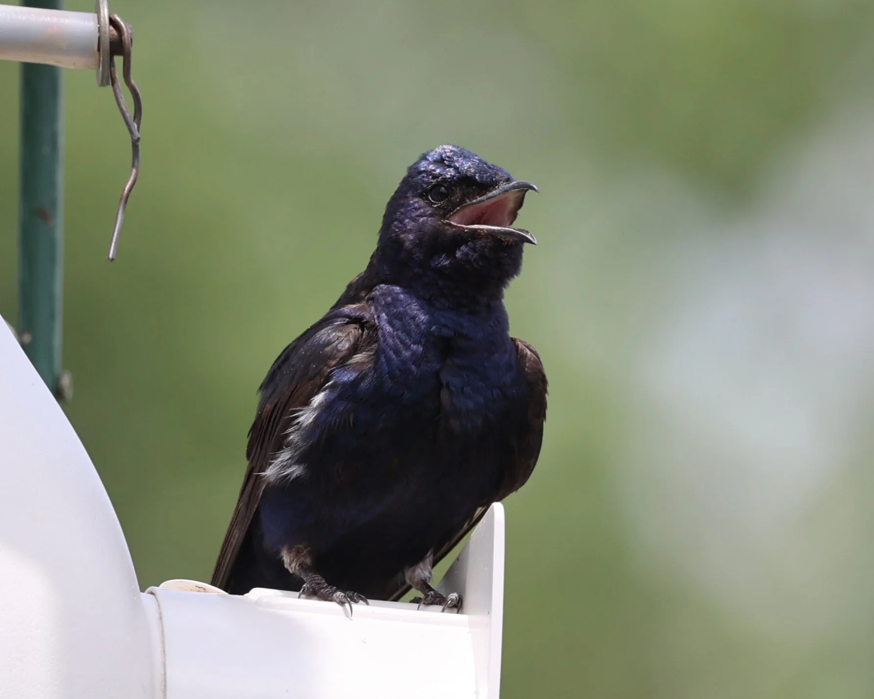 Purple Martin Chick Banding with Dr. Medhavi Ambardar