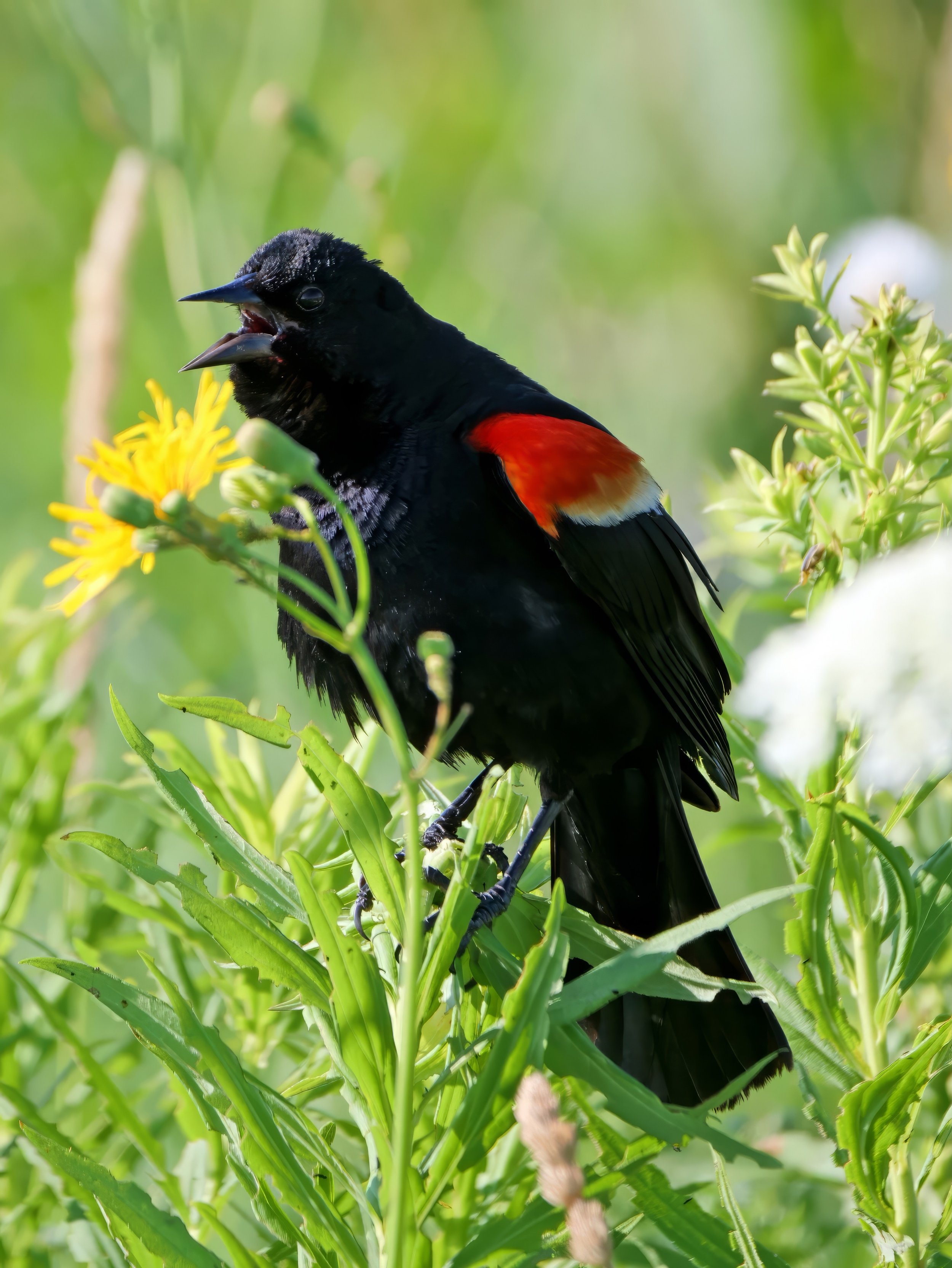 By a show of hands, how many of you can hear this photo? #WiscoBirder 🙋🏽&zwj;♂️🤣🫶🏾

#redwingedblackbird #blackbird #blackbirds #birds