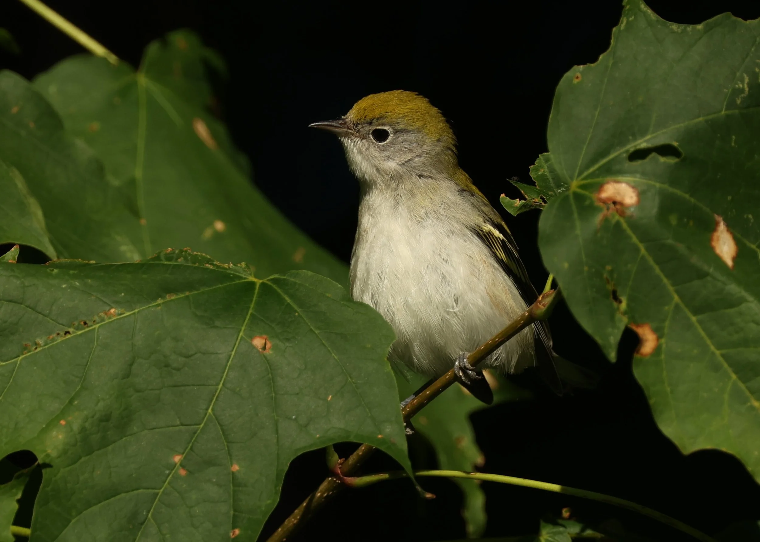 Fall Migration at Lion’s Den Gorge Nature Preserve