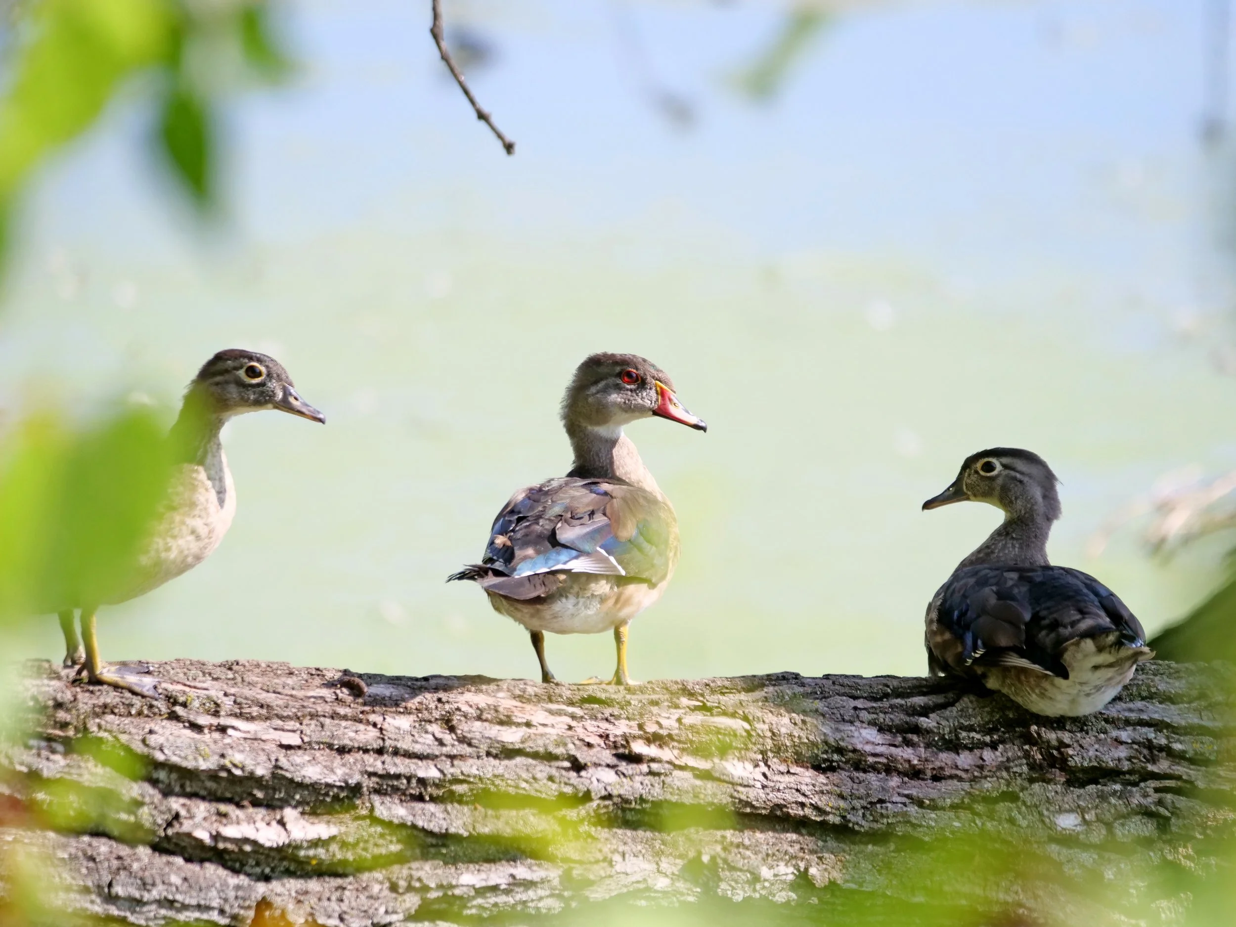 Fall Birding at Turville Point (MSN)