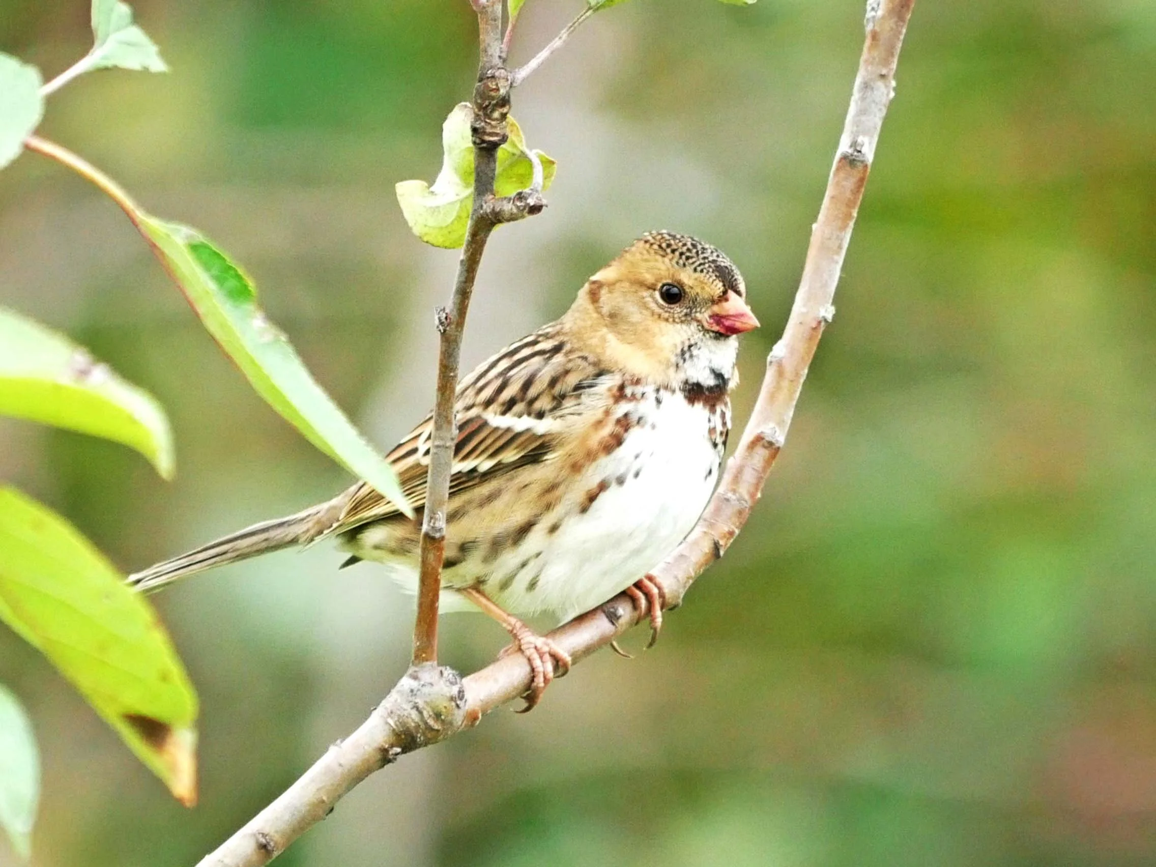 Sparrow-season Stroll Eagle Heights Community Gardens