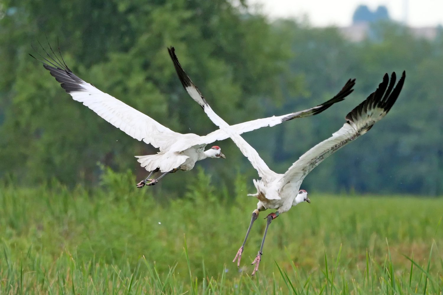 Protecting the Precious Whooping Crane and its Wildlife Companions in