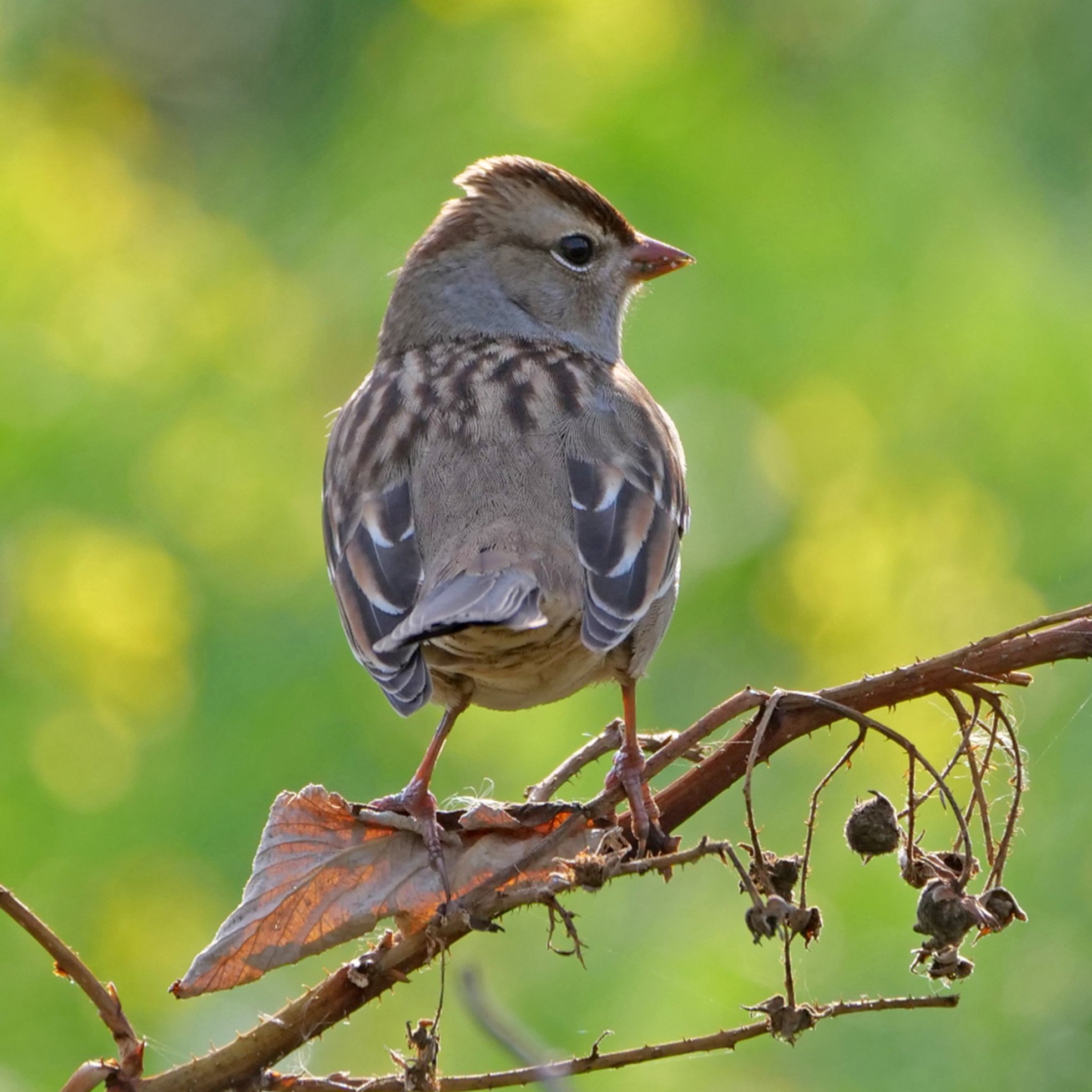 A young White-crowned Sparrow with a striped brown crown and pinkish-orange bill looks over its shoulder from a thorny bramble, a sunlit dry leaf at its feet and a soft green background behind.