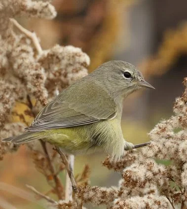 An olive-gray Orange-crowned Warbler with a yellow-washed belly clings to fluffy goldenrod seed heads against a soft autumn background.