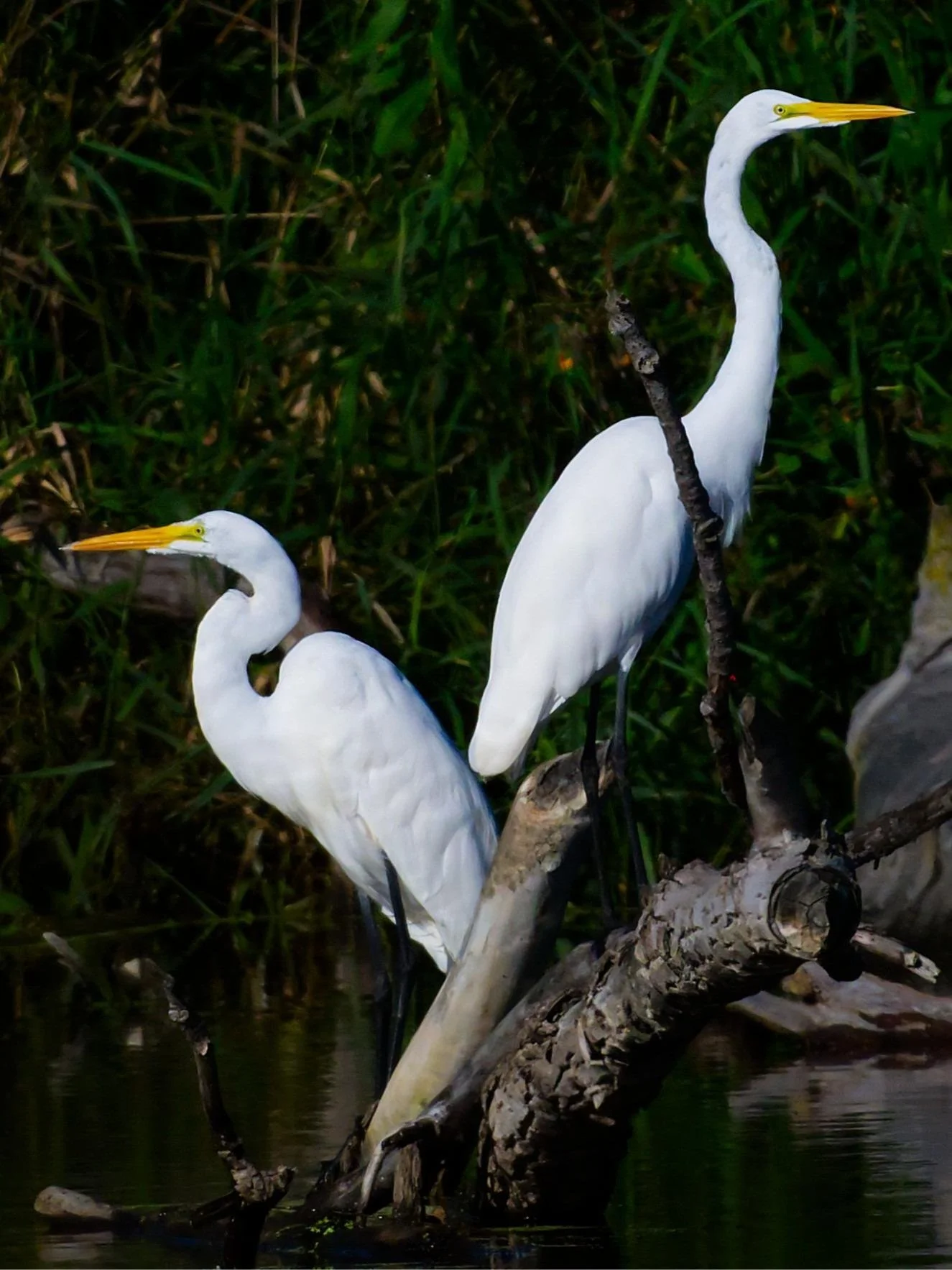 Birding at Nygren Wetlands