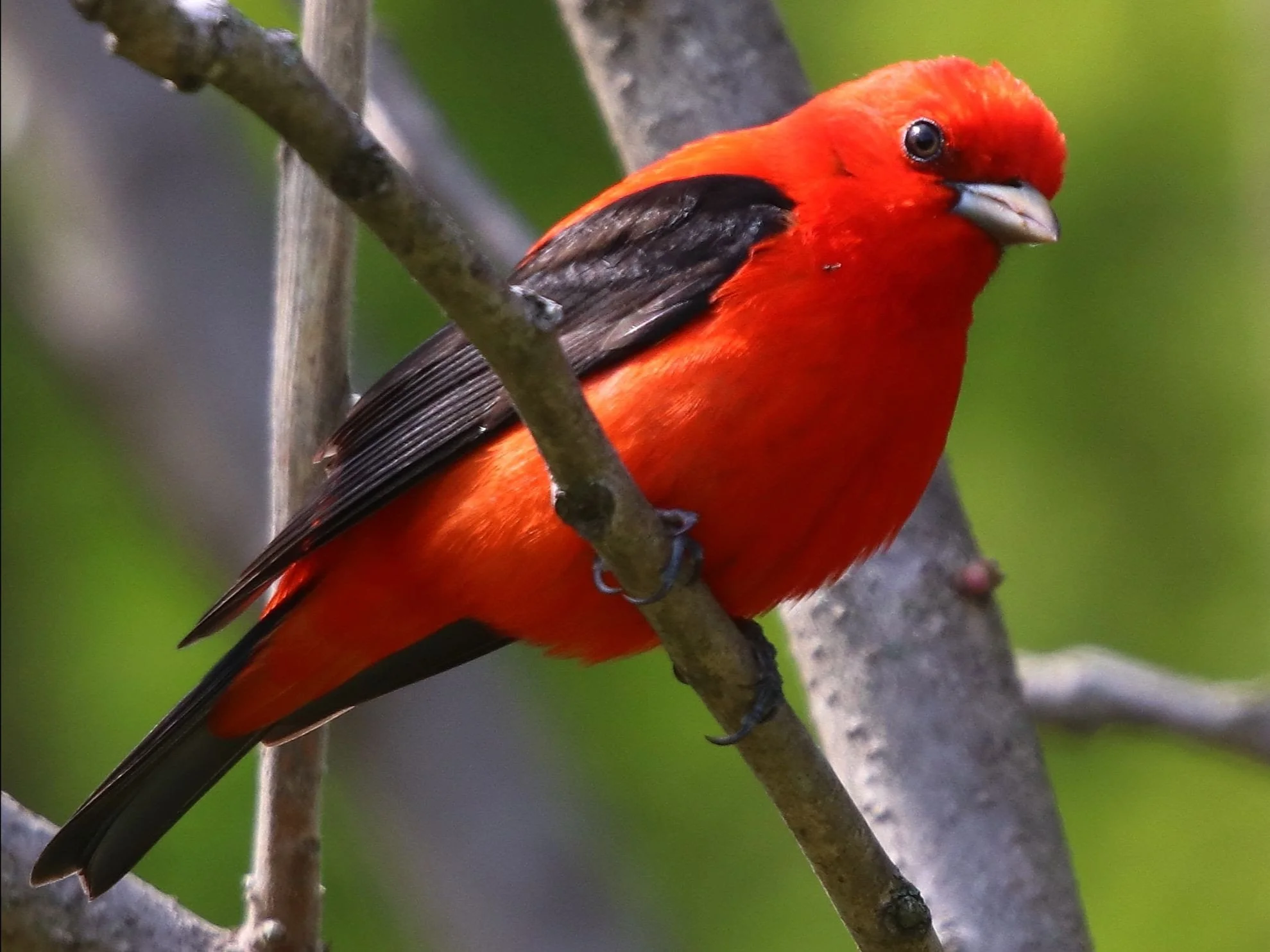 Milwaukee Event: Forest Exploration Center — BIPOC Birding Club of