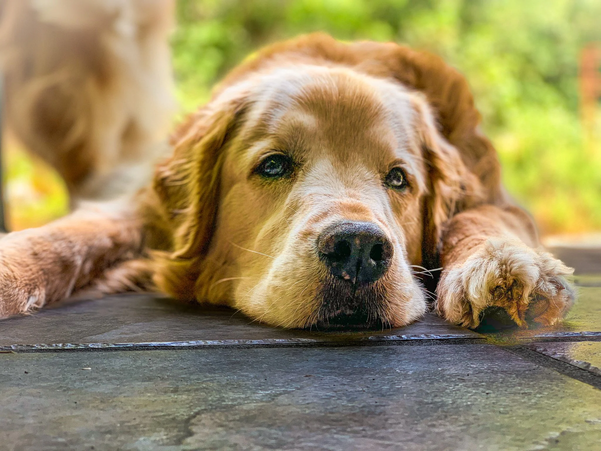 Tyler Penner Design - Dog.jpg