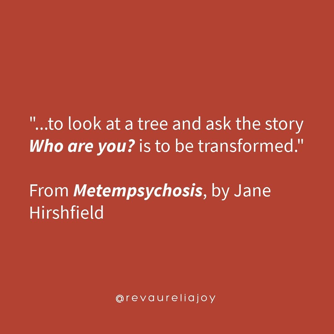 Hey y'all - a reminder this Friday. Take the opportunity to pause and be amazed wherever and whenever you can. Maybe start with a tree. 💚🌳

Text says: 

&quot;...to look at a tree and ask the story Who are you? is to be transformed.&quot; 

From Me