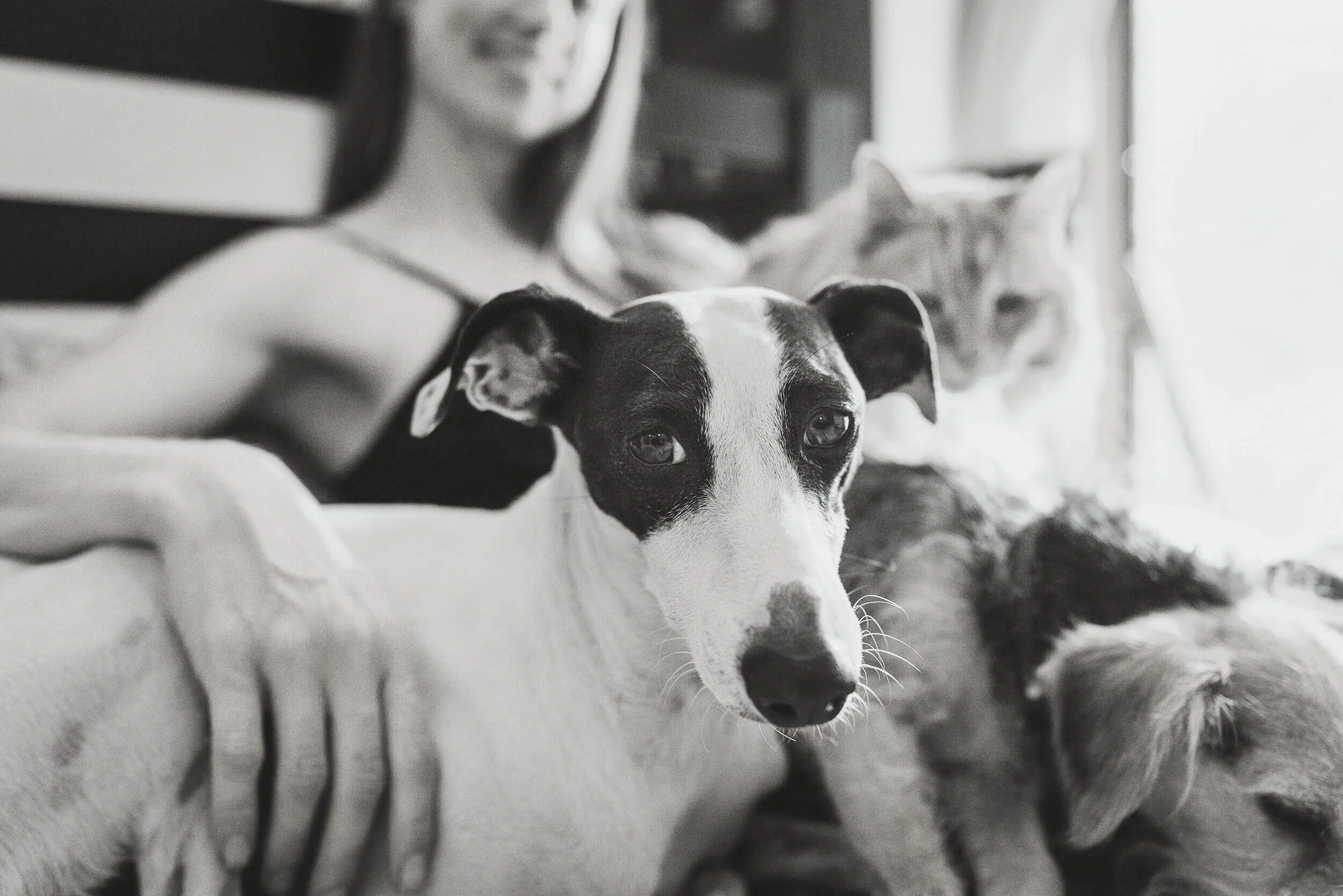 Winfield Veterinary Hospital