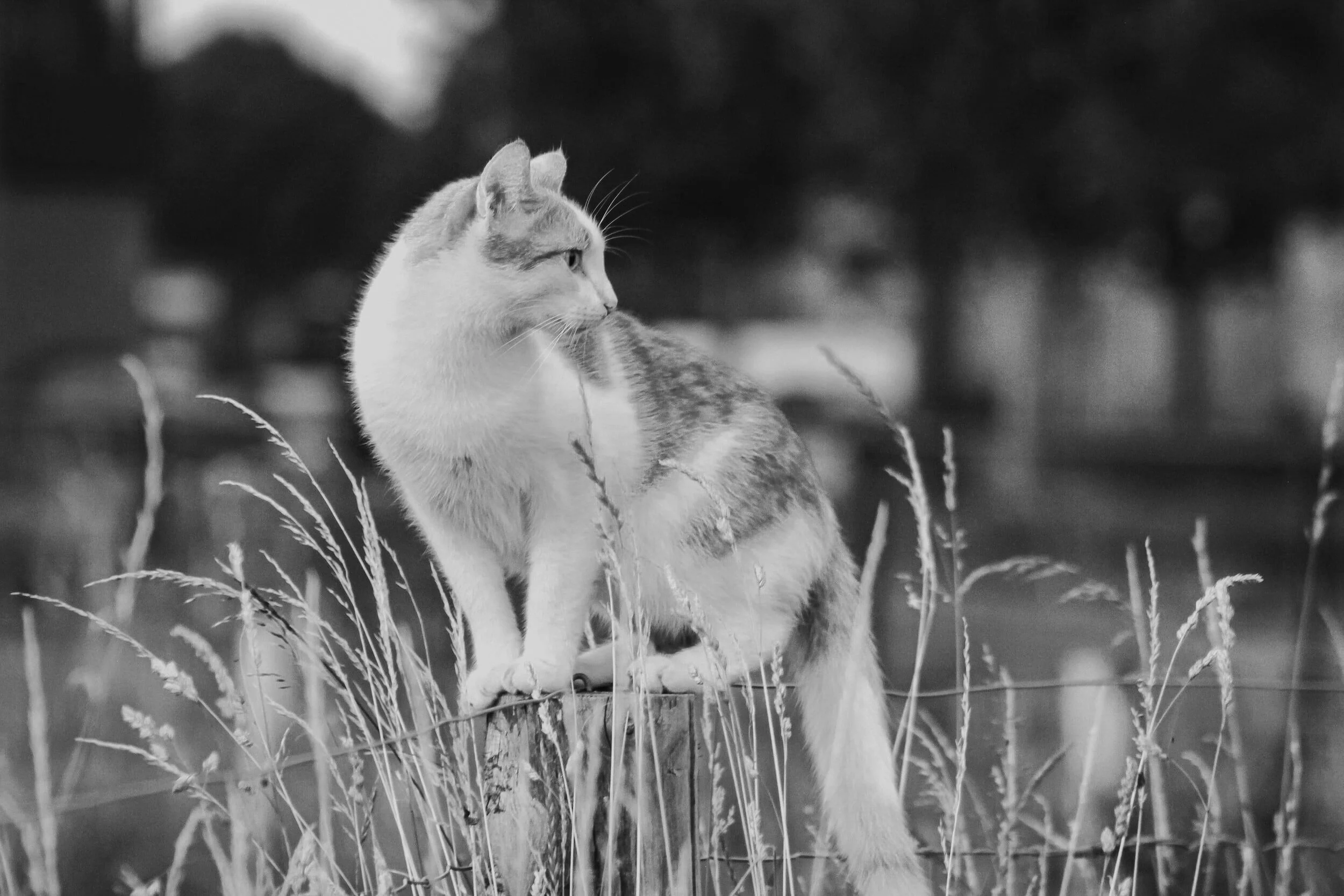 Winfield Veterinary Hospital