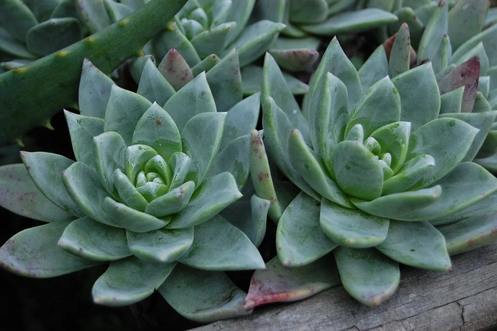 Dudleya traskiae (Santa Barbara Island Live Forever): native to Santa Barbara, this small succulent has yellowish-green leaves