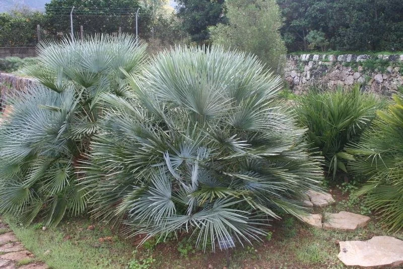 Chamaerops humilis var. cerifera (Blue Mediterranean Fan Palm