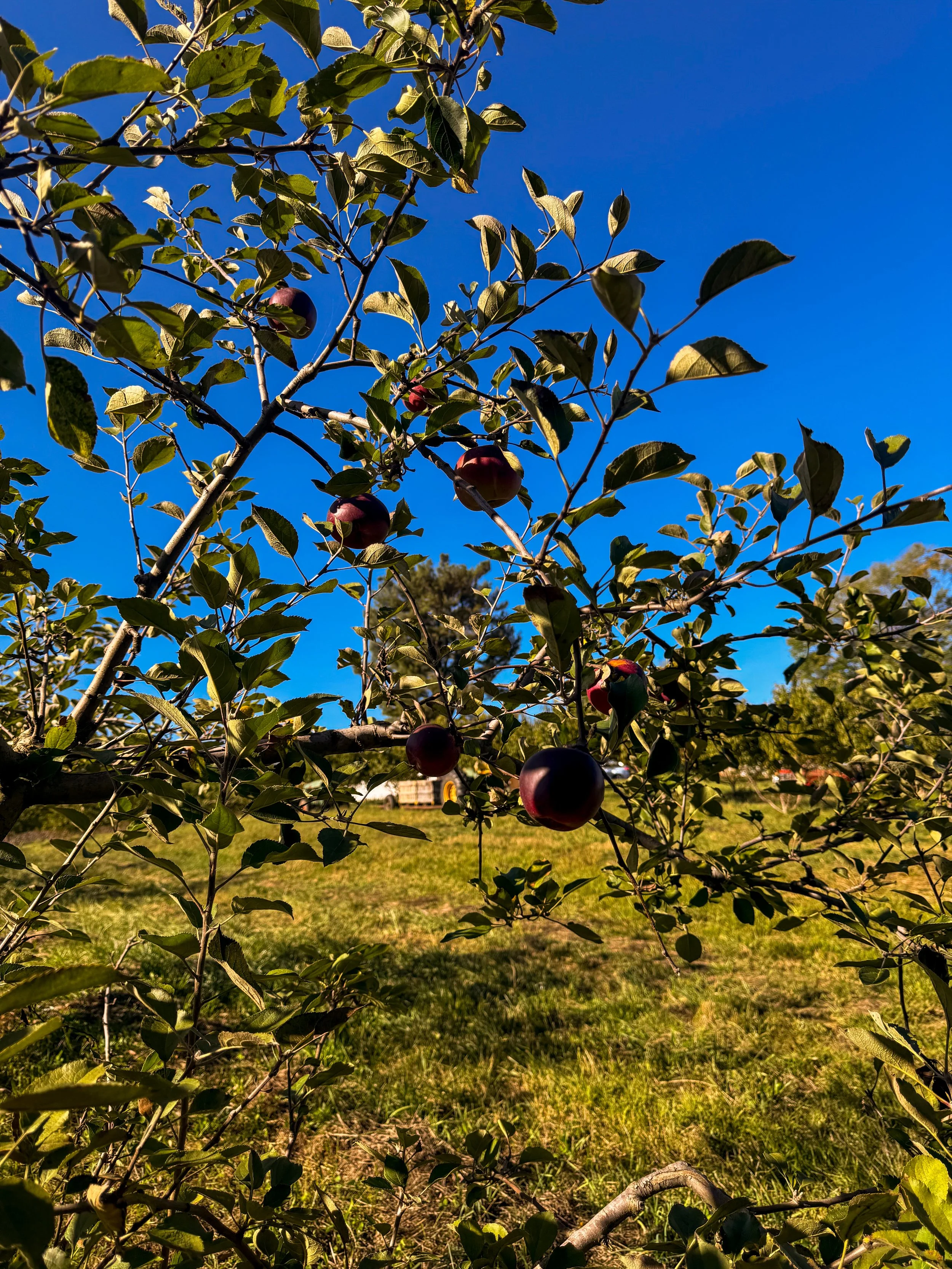 0B189B9C-2C9F-4E1A-B91B-3229103B14B3.jpeg