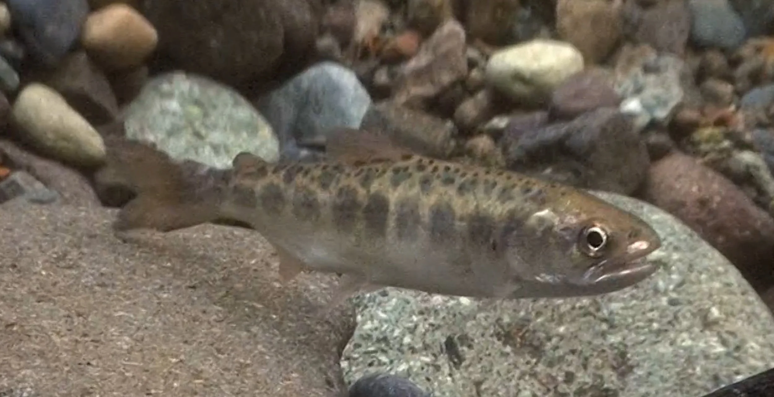 A small fish with a brown and black spotted pattern on its back, lying on a rocky riverbed with rocks and pebbles of various sizes and colors.