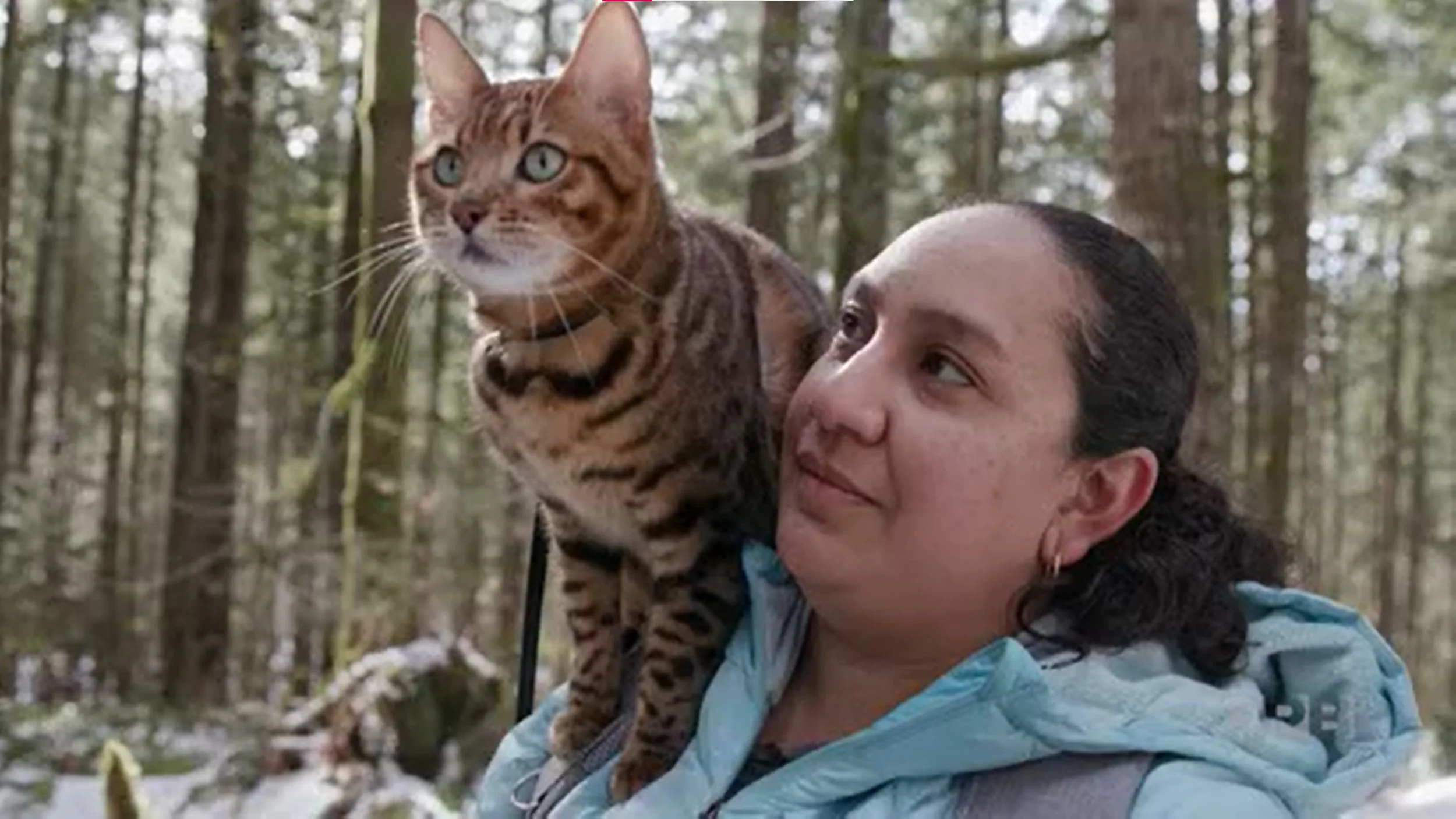 A woman carrying a Bengal cat on her shoulder in a forest with tall trees and snow on the ground.